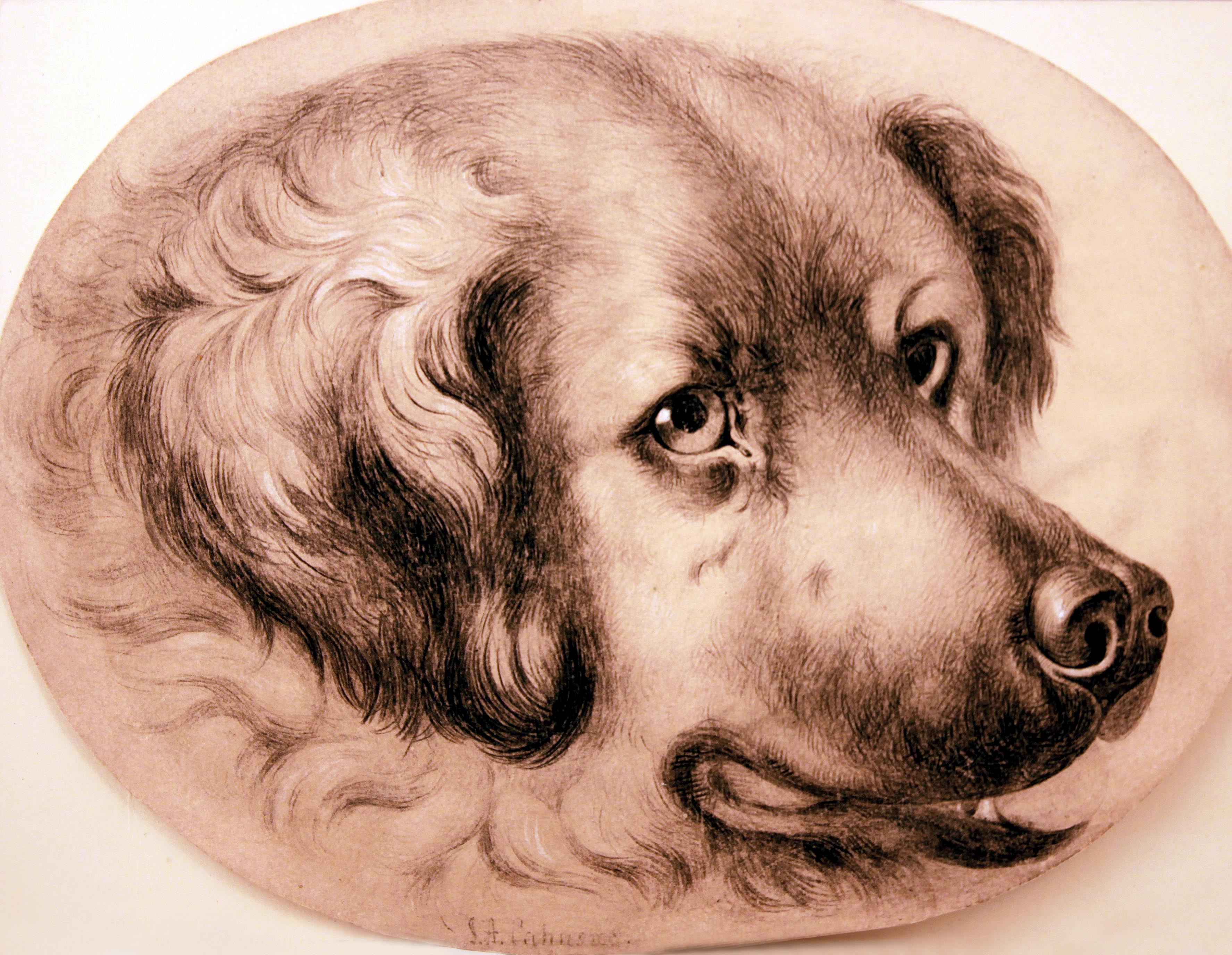 Click to see full size: Pencil on paper of a Newfoundland. Manner of Sir Edwin Henry Landseer RA (1802 - 1873).