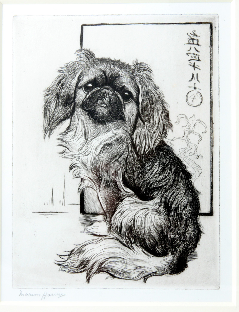 Click to see full size: Pekingese 