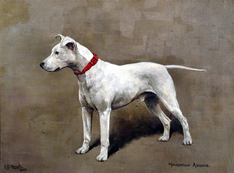 Click to see full size: The Bull Terrier by Alfred Grenfell Haigh (English, 1870-1963) 