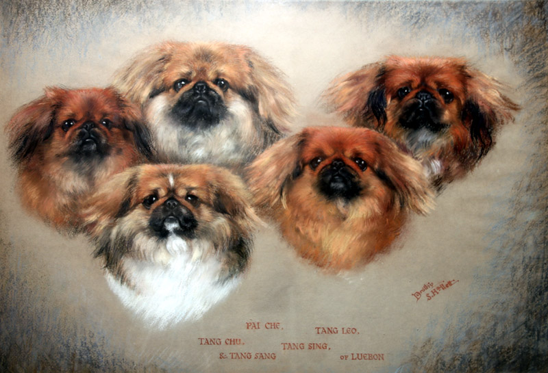 Click for larger image: Oil on canvas of five Pekingese - Oil on canvas of five Pekingese