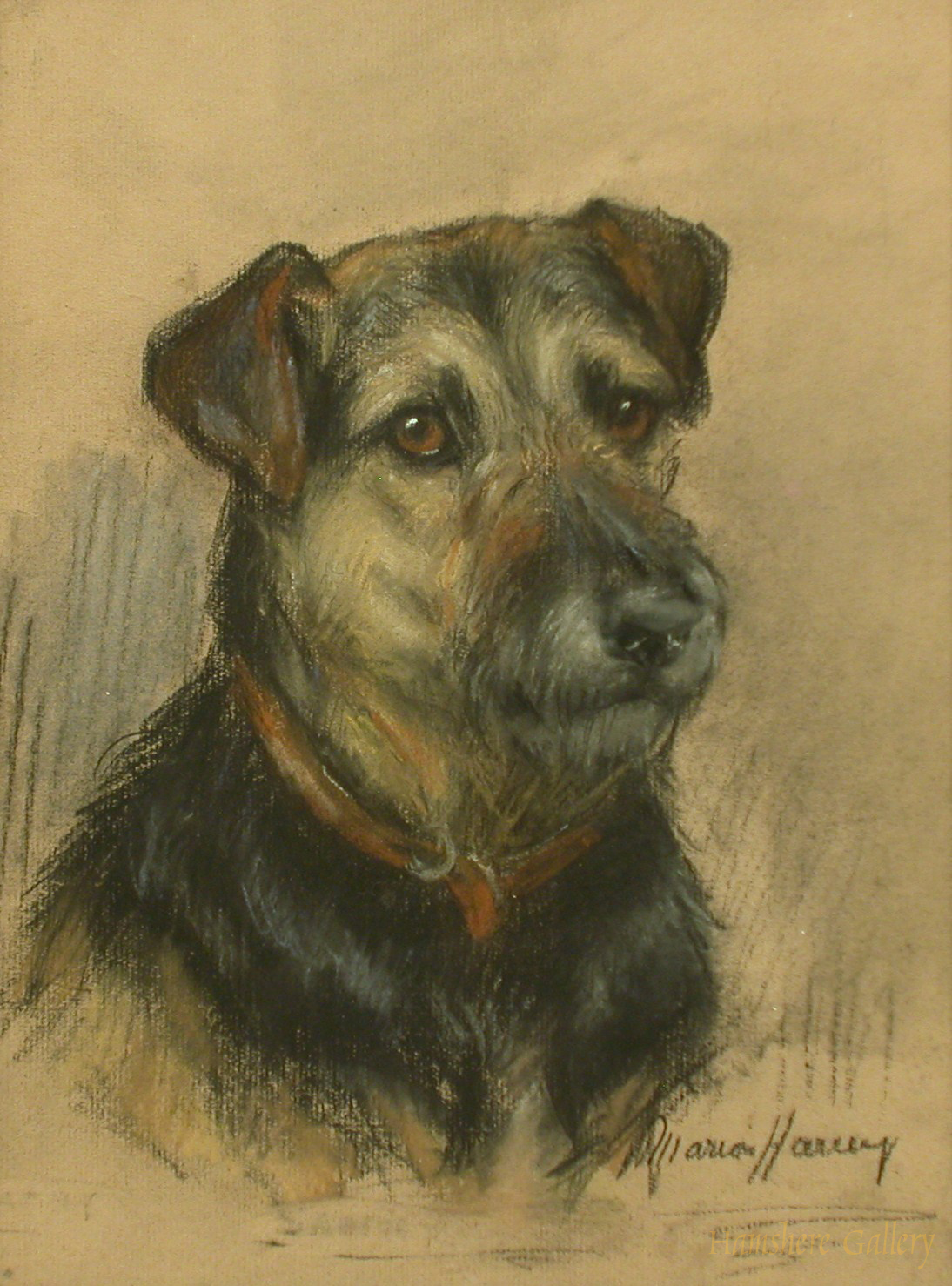 Click to see full size: Lakeland Terrier by Marion Rodger Harvey 