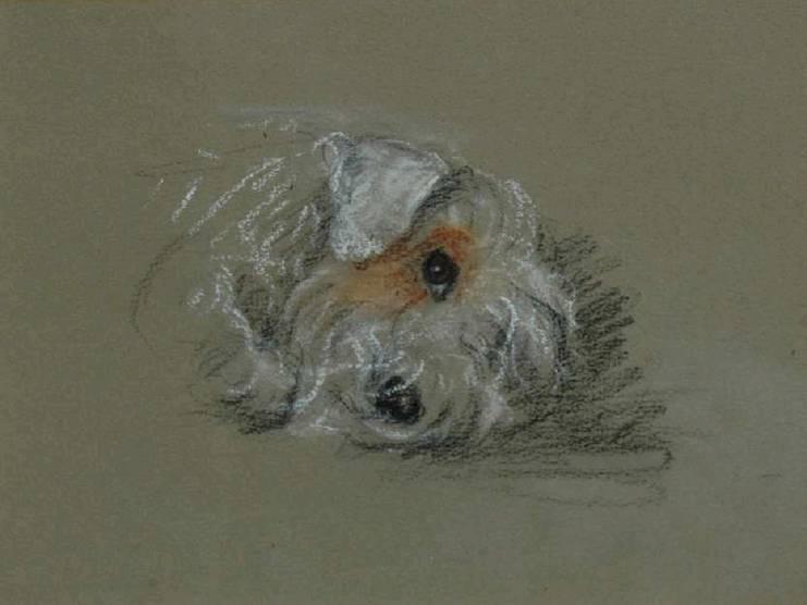 Click to see full size: Coloured chalks on grey paper of a head study of a Sealyham Terrier by Lucy Dawson (1877 -1958).