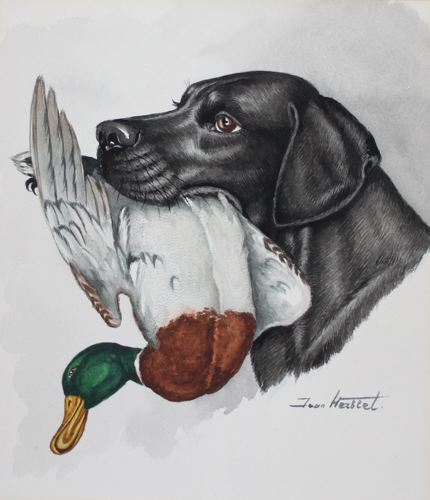Click to see full size: Labrador by Jean Herblet