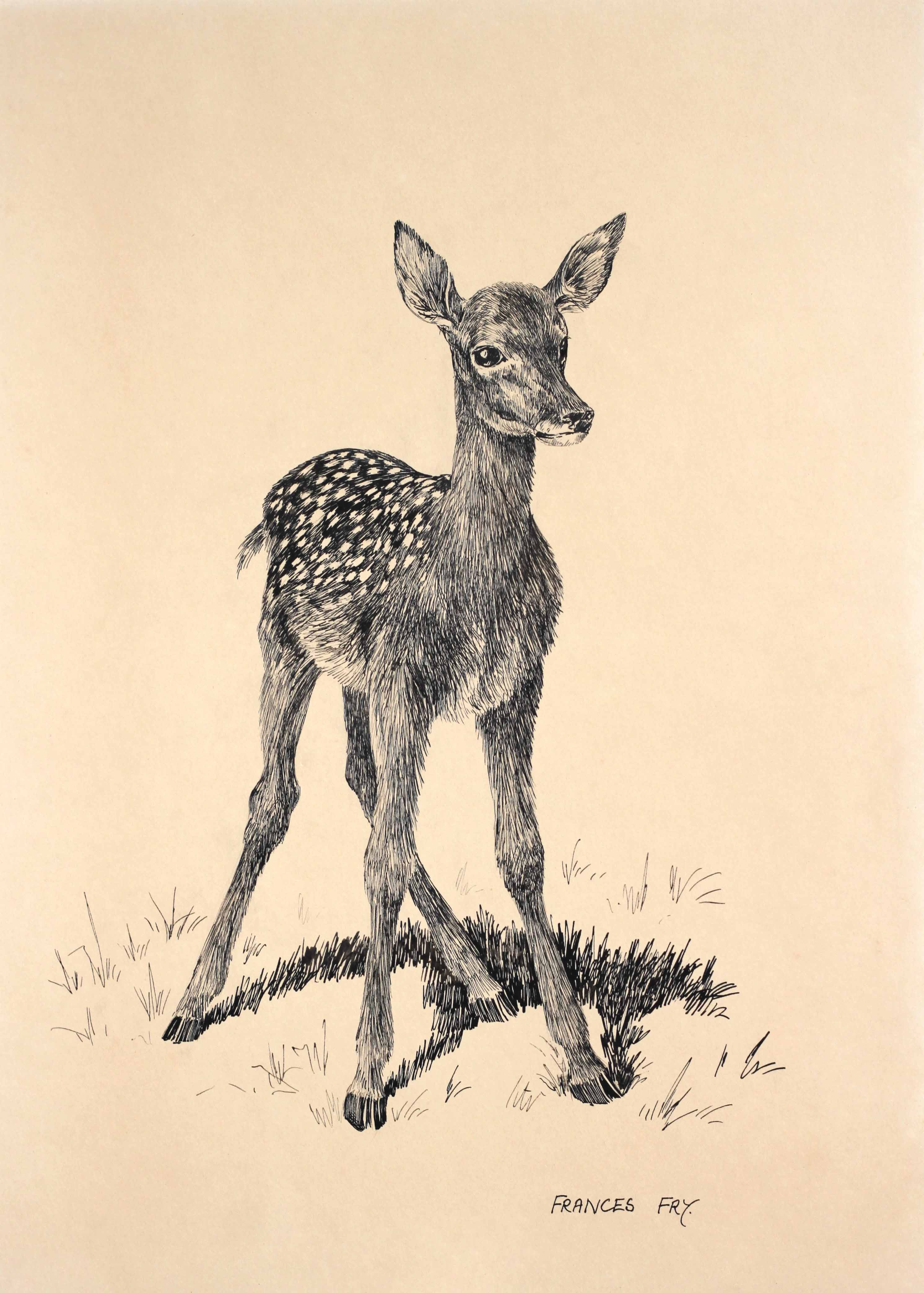 Click to see full size: Pen and Ink on card of a young fallow deer by Frances Fry- Pen and Ink on card of a young fallow deer by Frances Fry