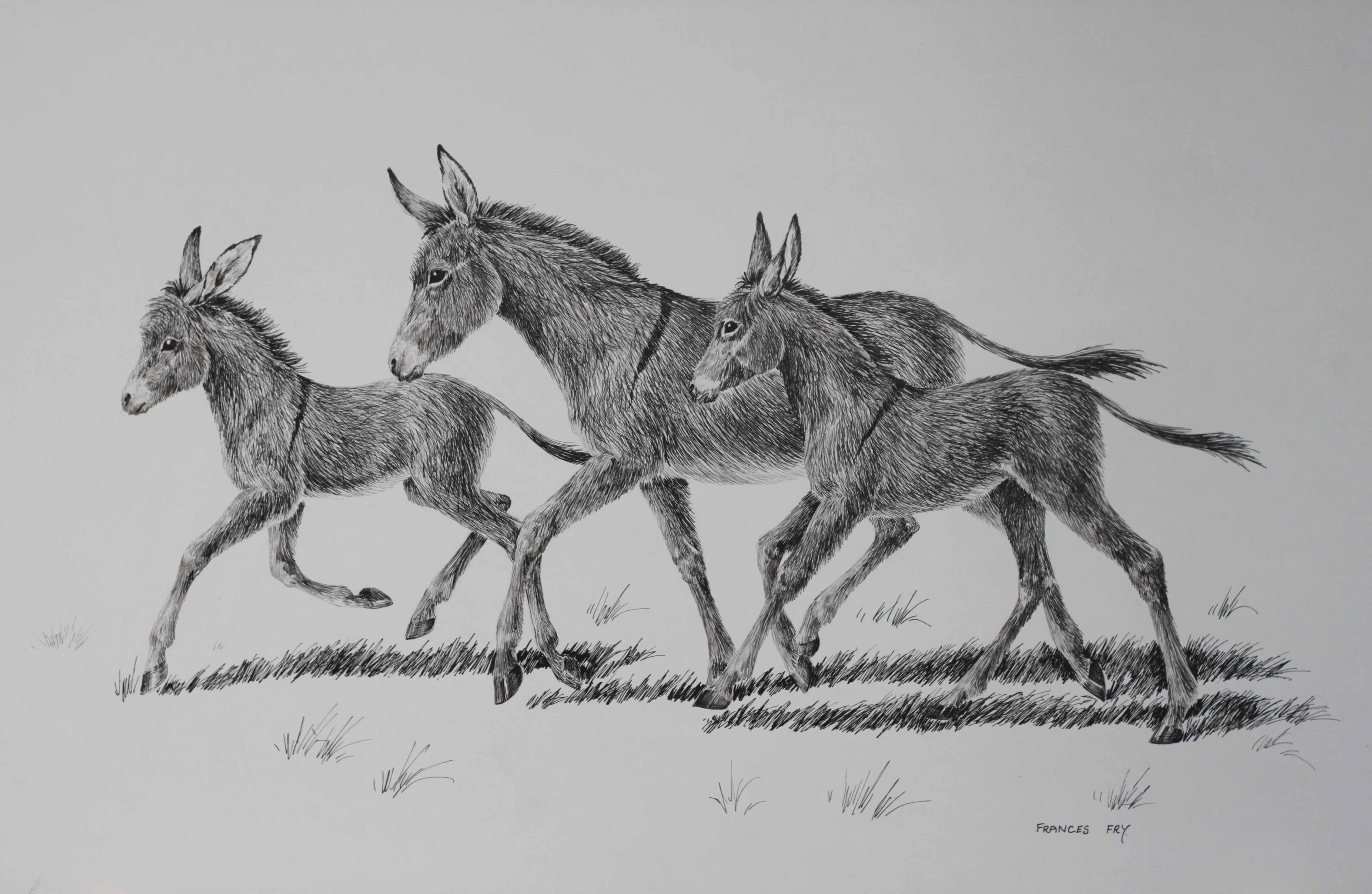 Click to see full size: Pen and Ink of a family of donkeys running, the mare with two fouls by the wildlife artist and illustrator Frances Fry