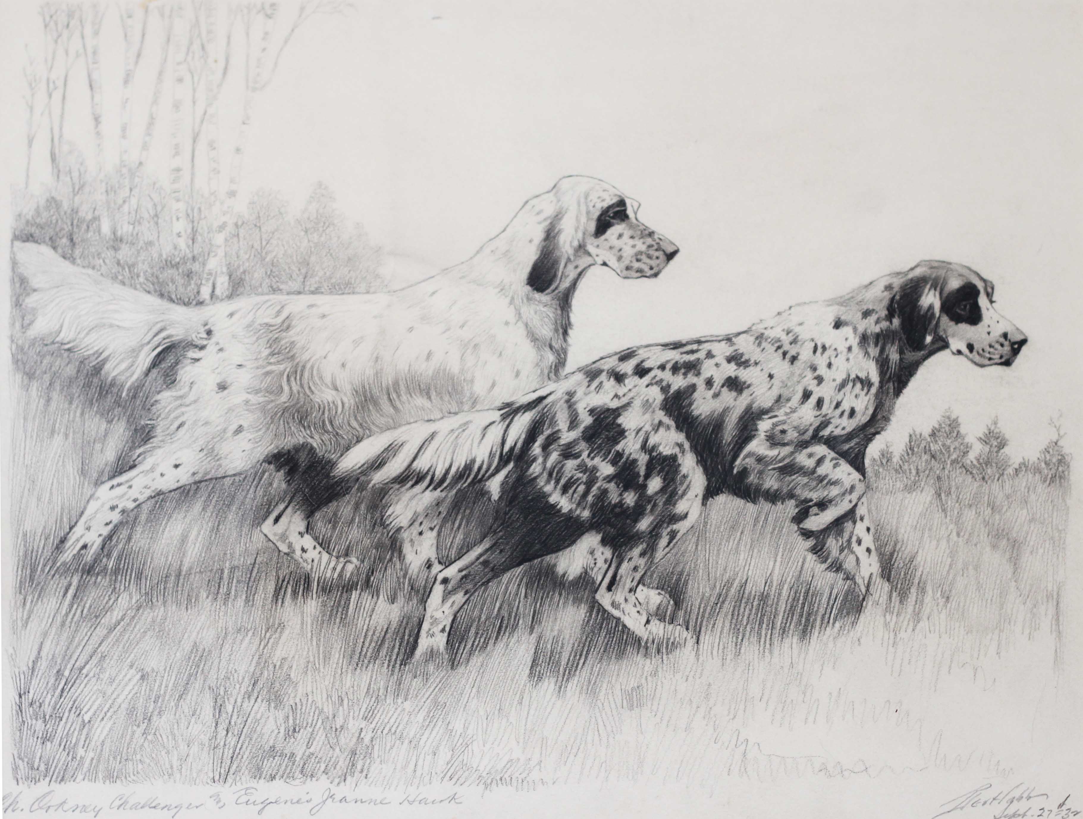 Click to see full size: English Setters, pencil drawing by the highly respected American canine artist Bert Cobb (1869- 1935)- English Setters, pencil drawing by the highly respected American canine artist Bert Cobb (1869- 1935)