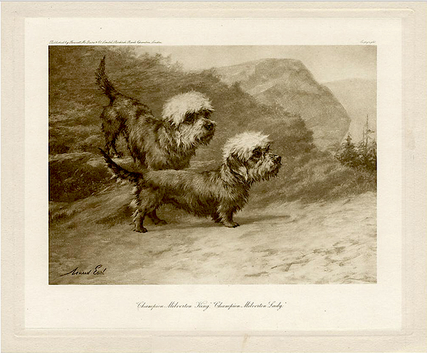 Click for larger image: Photogravure of the Dandie Dinmonts Champion Milverton Lady and Champion Milverton King after the painting by Maud Earl (English, 1863-1943)  ?Published by Fawcett McQuire & Co. Limited Birkbeck Bank Chambers London? and ?Copyright? for the rare edition o - Photogravure of the Dandie Dinmonts Champion Milverton Lady and Champion Milverton King after the painting by Maud Earl (English, 1863-1943)<br />
<br />
?Published by Fawcett McQuire & Co. Limited Birkbeck Bank Chambers London? and ?Copyright? for the rare edition of ?Dogs  by  Well-known Authorities? edited by Harding Cox (1906)<br />
<br />
English 1906<br />

