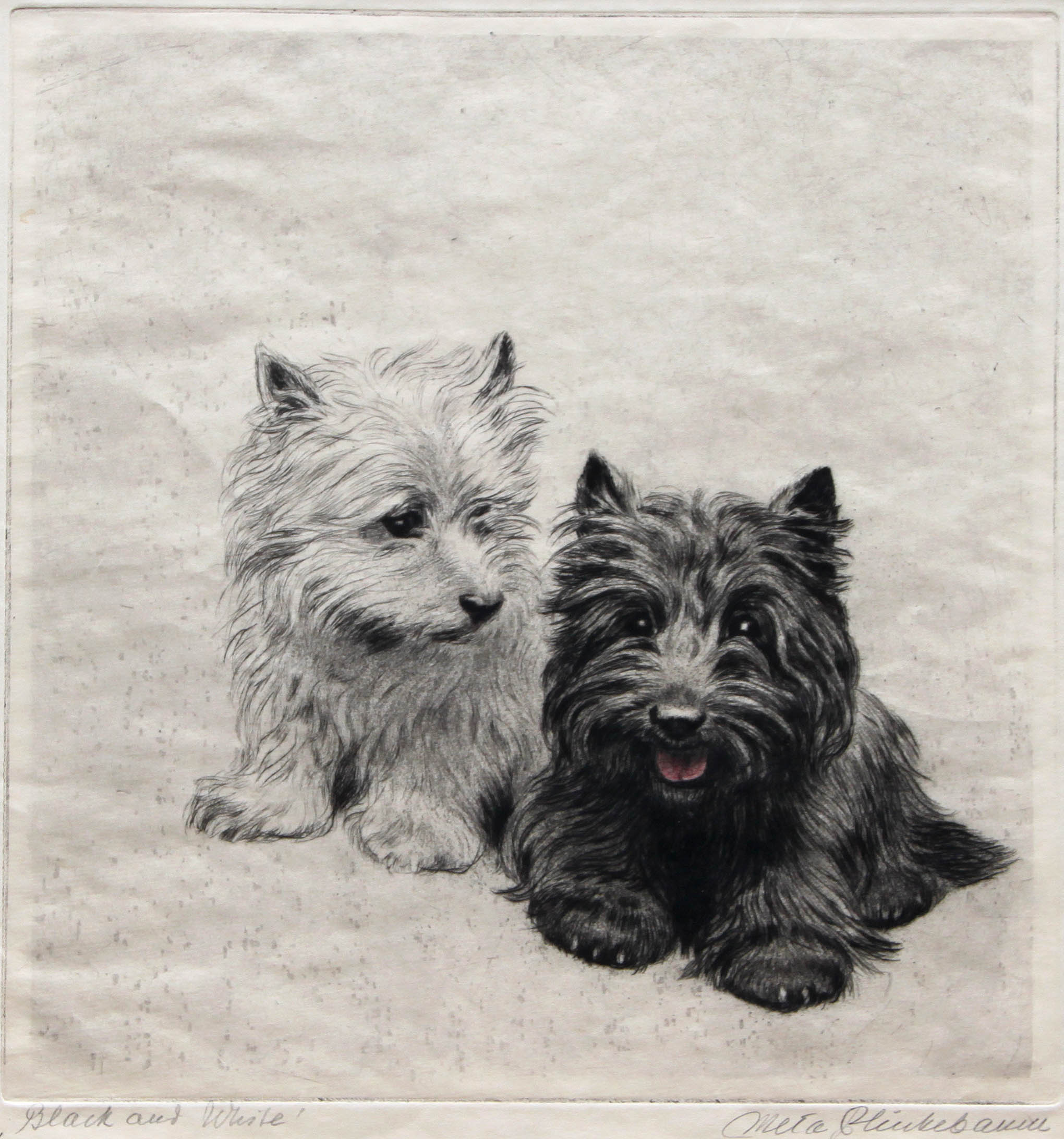 Click to see full size: Aquatint etching on paper of a pair of young black and white Scottish Terriers by Meta Pl?ckebaum