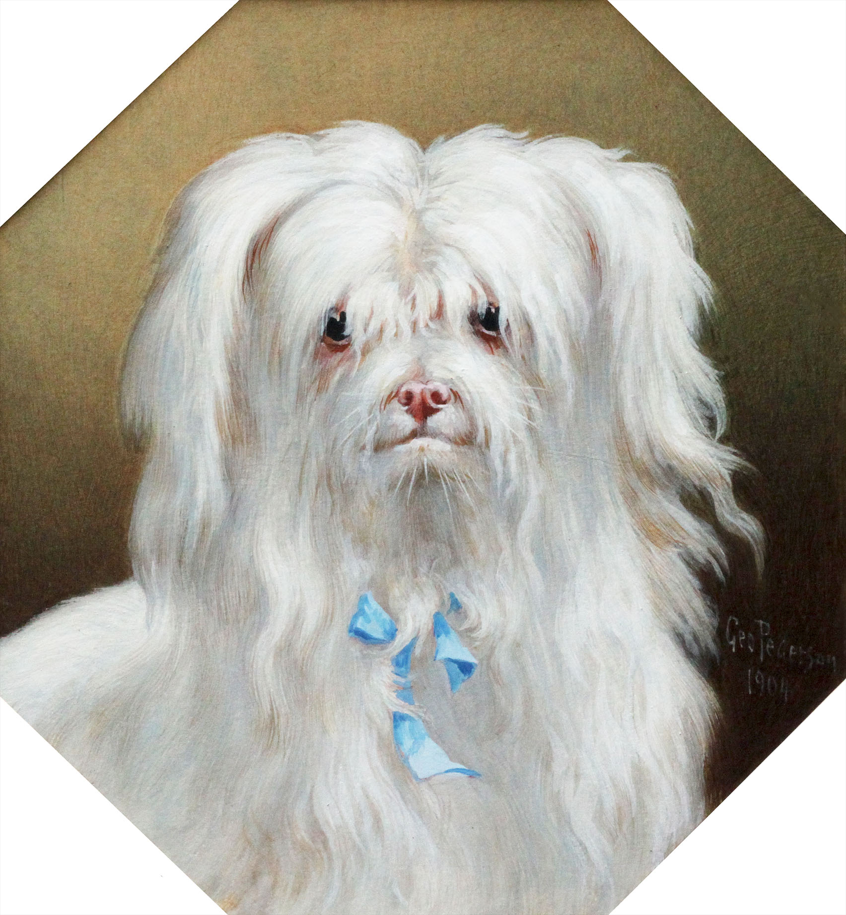 Click to see full size: A portrait of a head and shoulder study of a Maltese terrier by George Peterson.