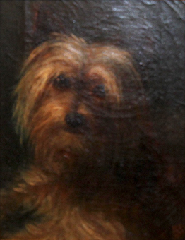 Click to see full size: yorkshire terrier