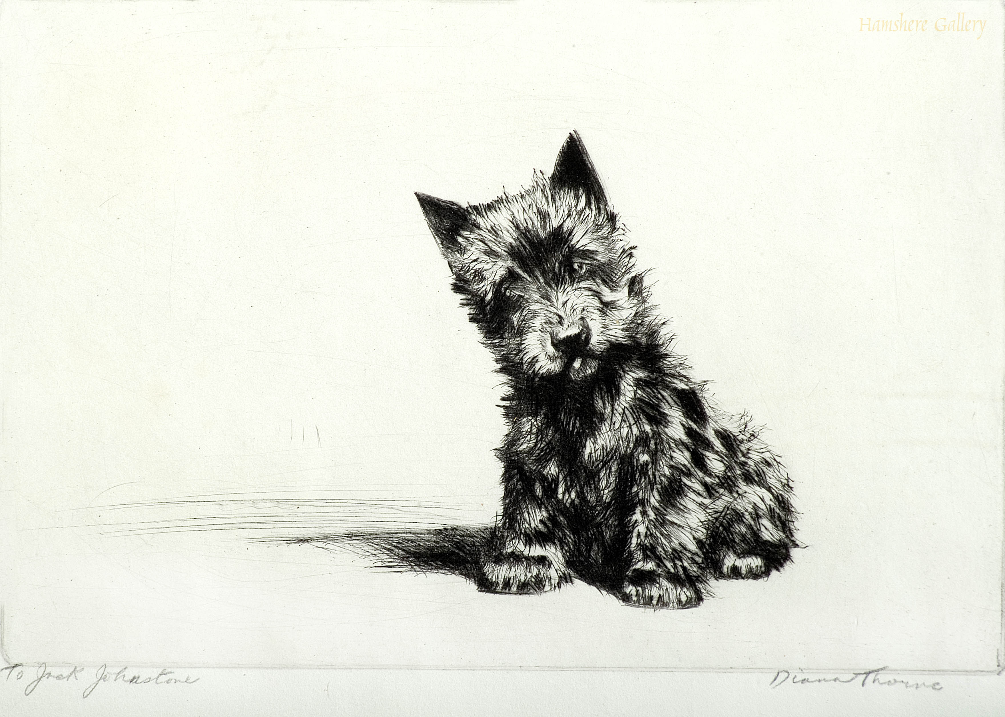 Click to see full size: Scottish Terrier Puppy by Diana Thorne
