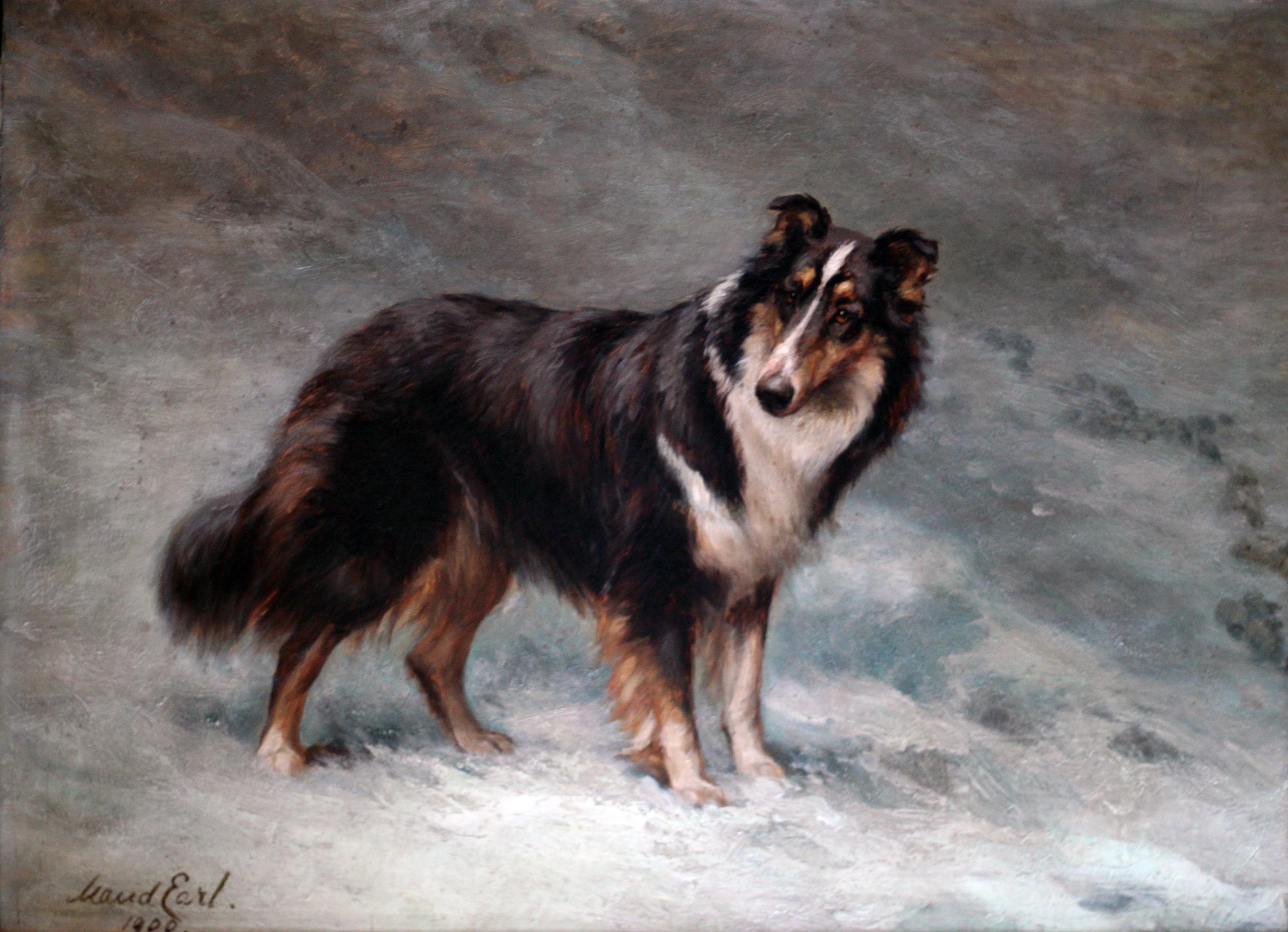 Click for larger image: PRINCESS DE MONTGLYON'S COLLIES CHAMPION OF CHAMPIONS LADY CLINKER CHAMPION HARWELL MASTERPIECE OLD HALL BEATRICE - From photo by Thomas Baker, Birmingham. - PRINCESS DE MONTGLYON\'S COLLIES CHAMPION OF CHAMPIONS LADY CLINKER CHAMPION HARWELL MASTERPIECE OLD HALL BEATRICE - From photo by Thomas Baker, Birmingham.