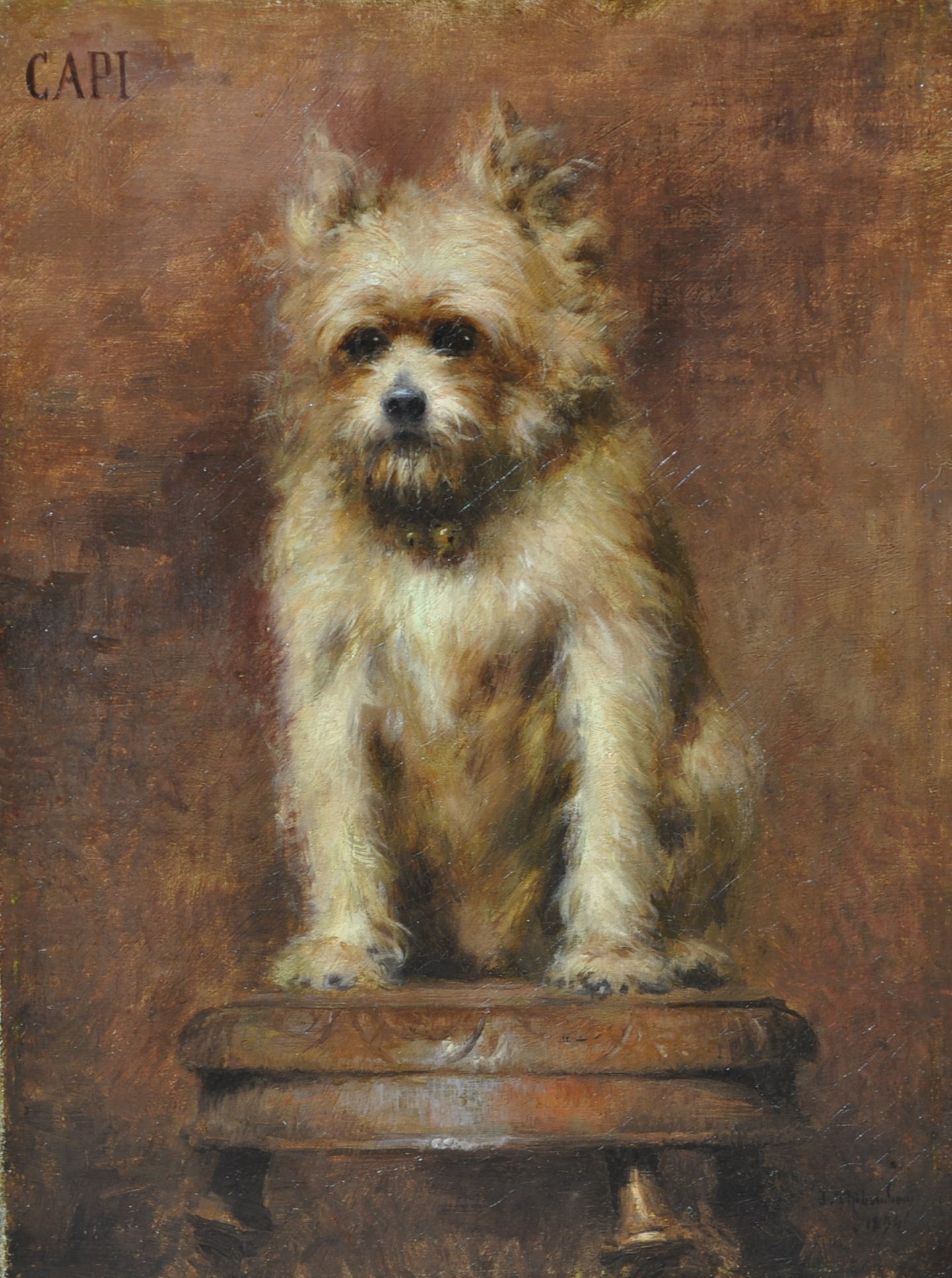 Click to see full size: Oil of a Terrier of the Maltese type seated on a stool.  Signed ?CAPI? and signed and dated bottom right ??? 1894?  French, 1894