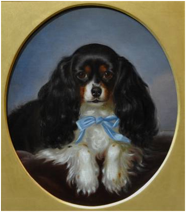 Click to see full size: Tri-colour King Charles Cavalier Spaniel