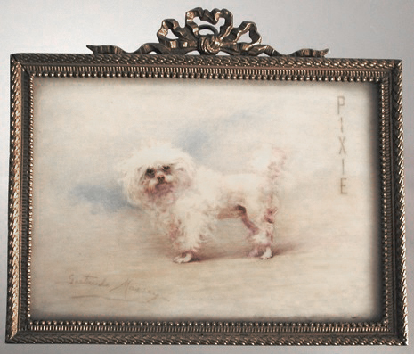 Click for larger image: Maltese  - Maltese 