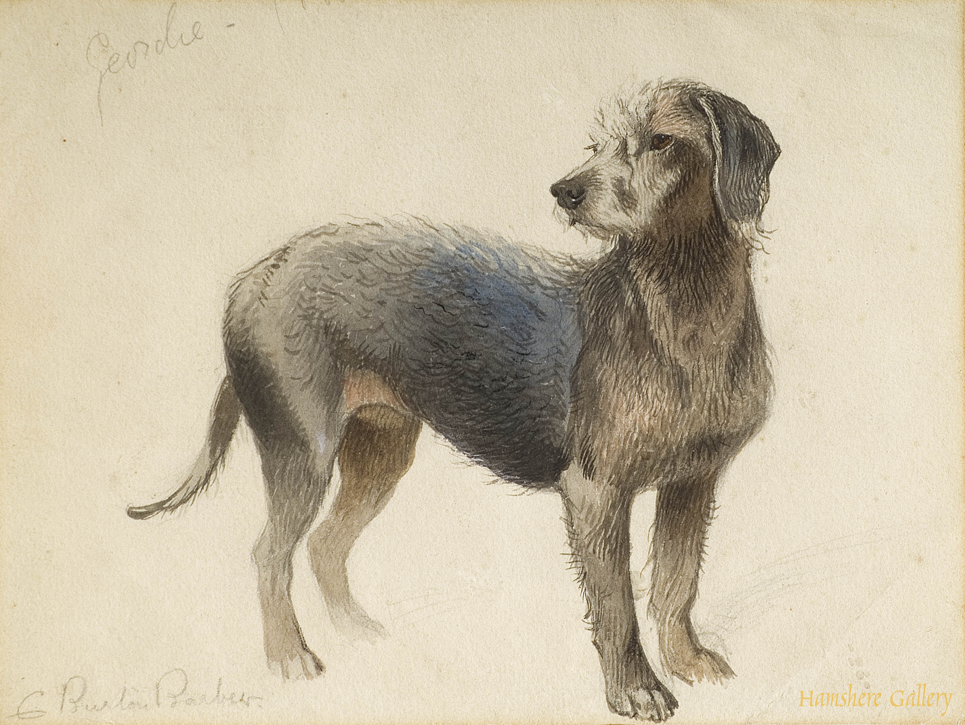 Click to see full size: “Geordie” Bedlington Terrier by Charles Burton Barber 
