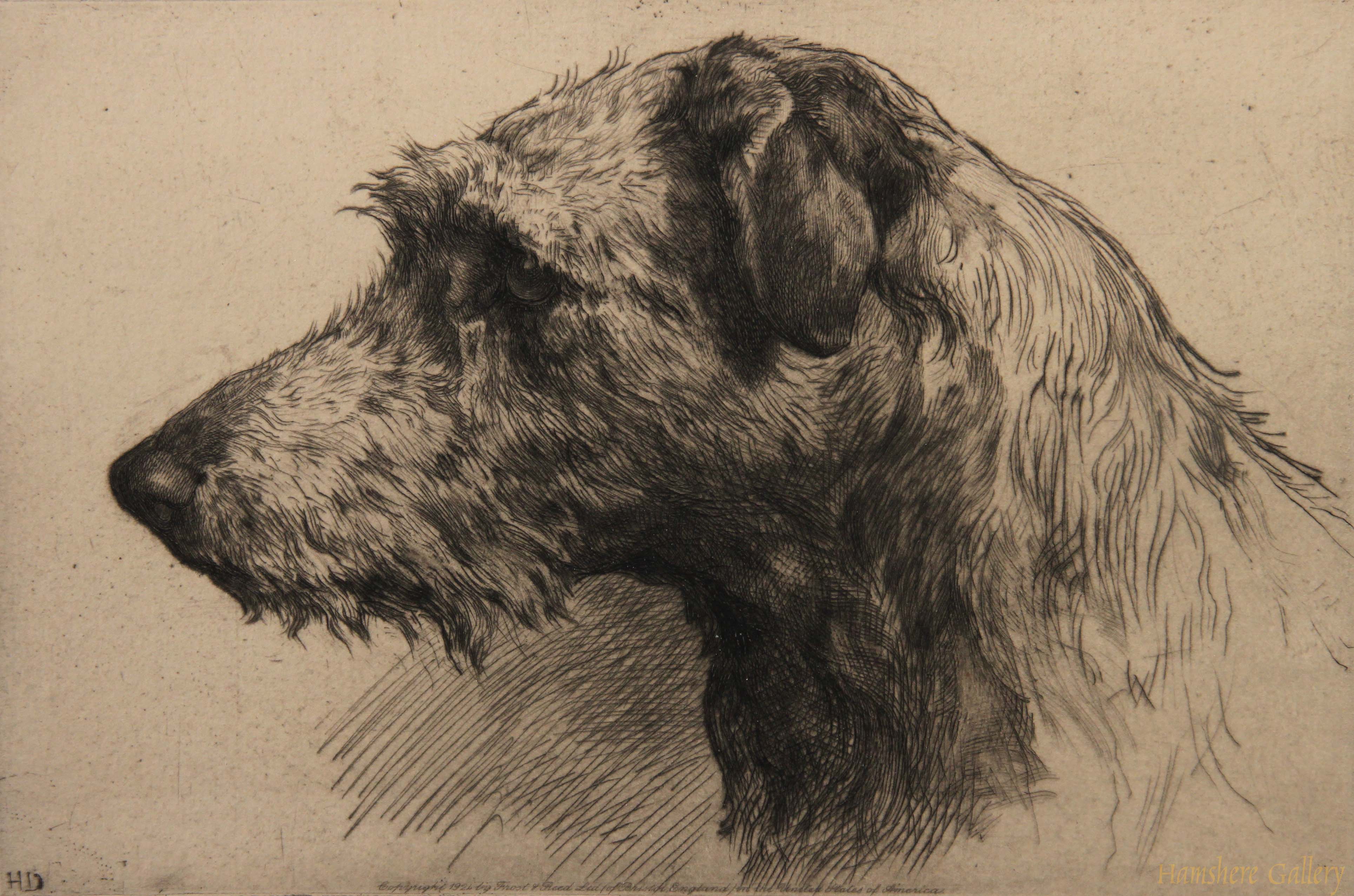Click to see full size: Scottish Deerhound� etching by Herbert Thomas Dicksee RE- Scottish Deerhound� etching by Herbert Thomas Dicksee RE