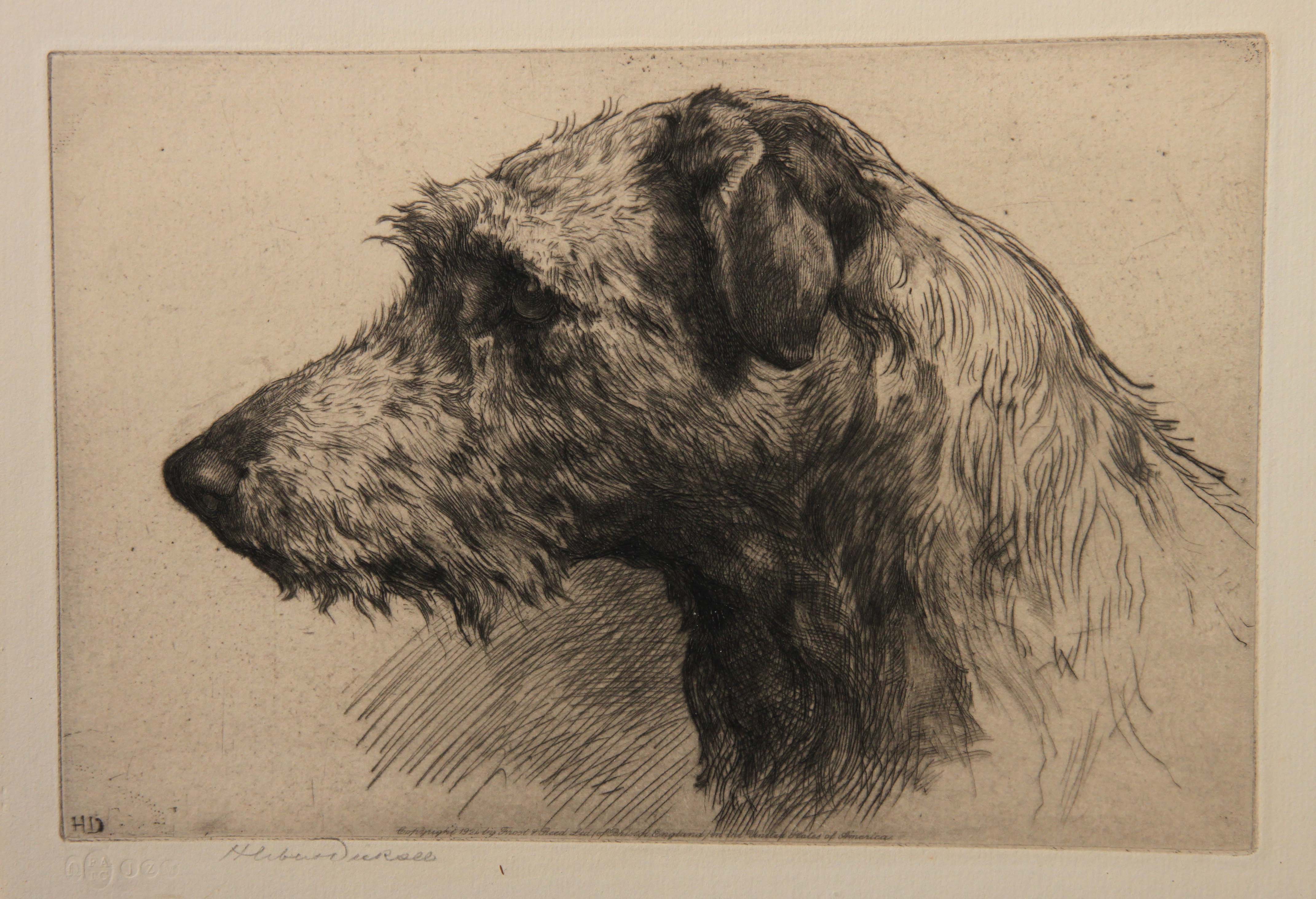 Click for larger image: Scottish Deerhound etching by Herbert Thomas Dicksee signature - Scottish Deerhound etching by Herbert Thomas Dicksee signature