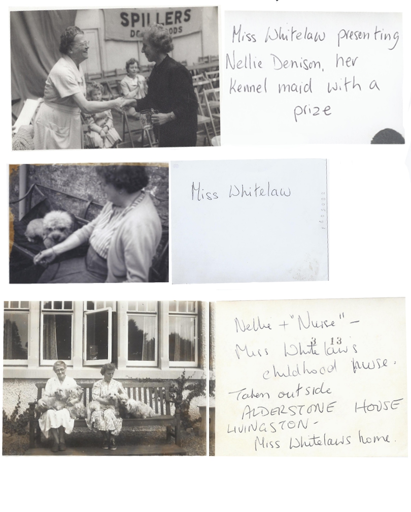 Click for larger image: Dandie Dinmont oil photographs - Dandie Dinmont oil photographs