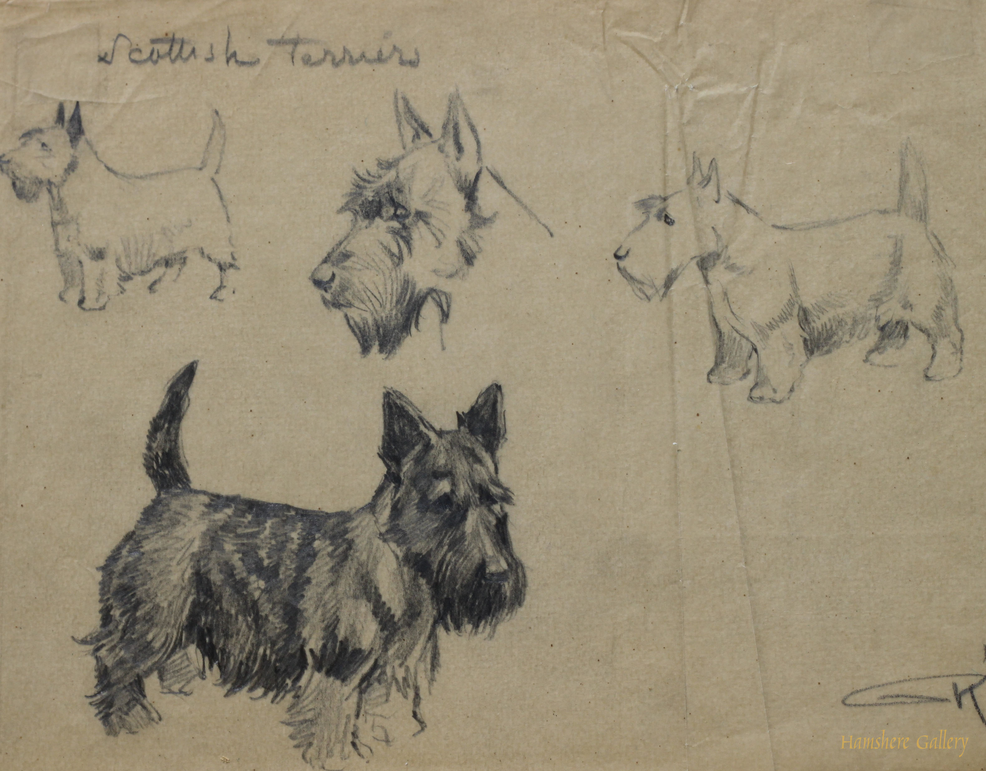 Click to see full size: Scottish Terrier pencil studies by Borris O’Klein / Jean Herblet