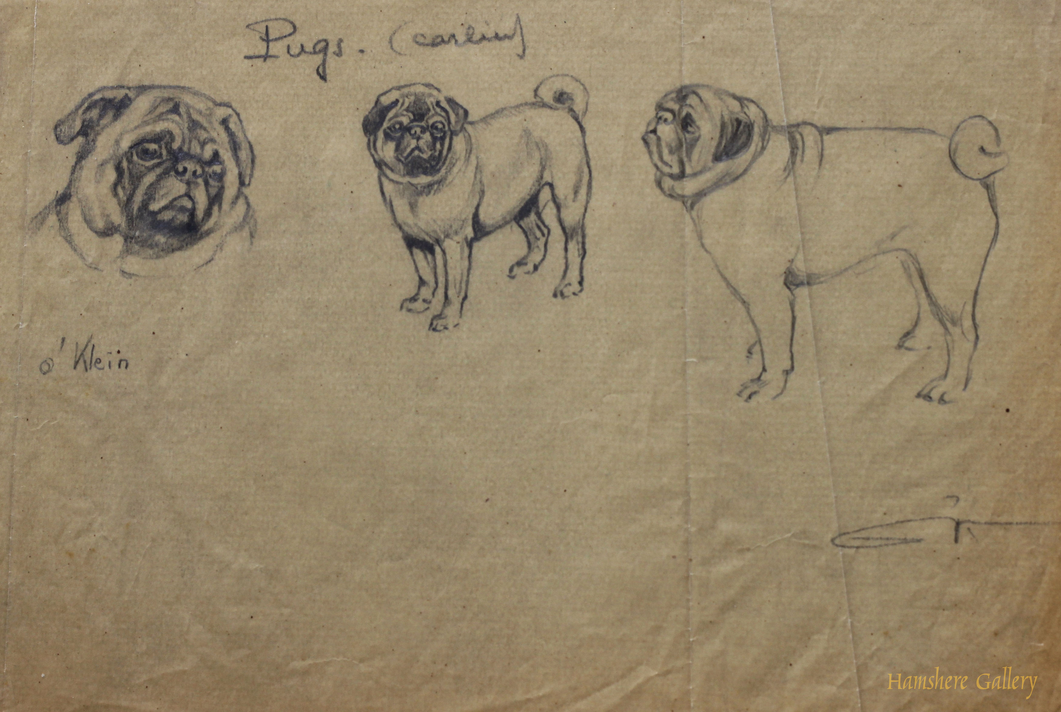 Click to see full size: Pug / Carlin / Mops pencil studies by Borris O’Klein / Jean Herblet 