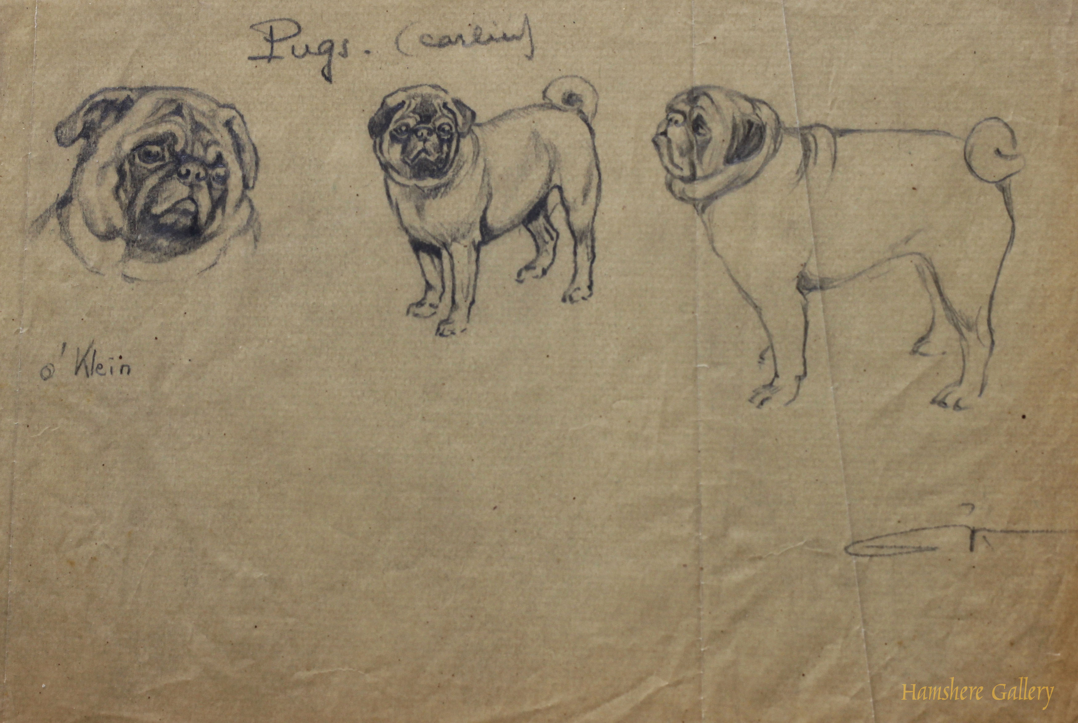Click for larger image: Pug / Carlin / Mops pencil studies by Borris O’Klein / Jean Herblet  - Pug / Carlin / Mops pencil studies by Borris O’Klein / Jean Herblet 