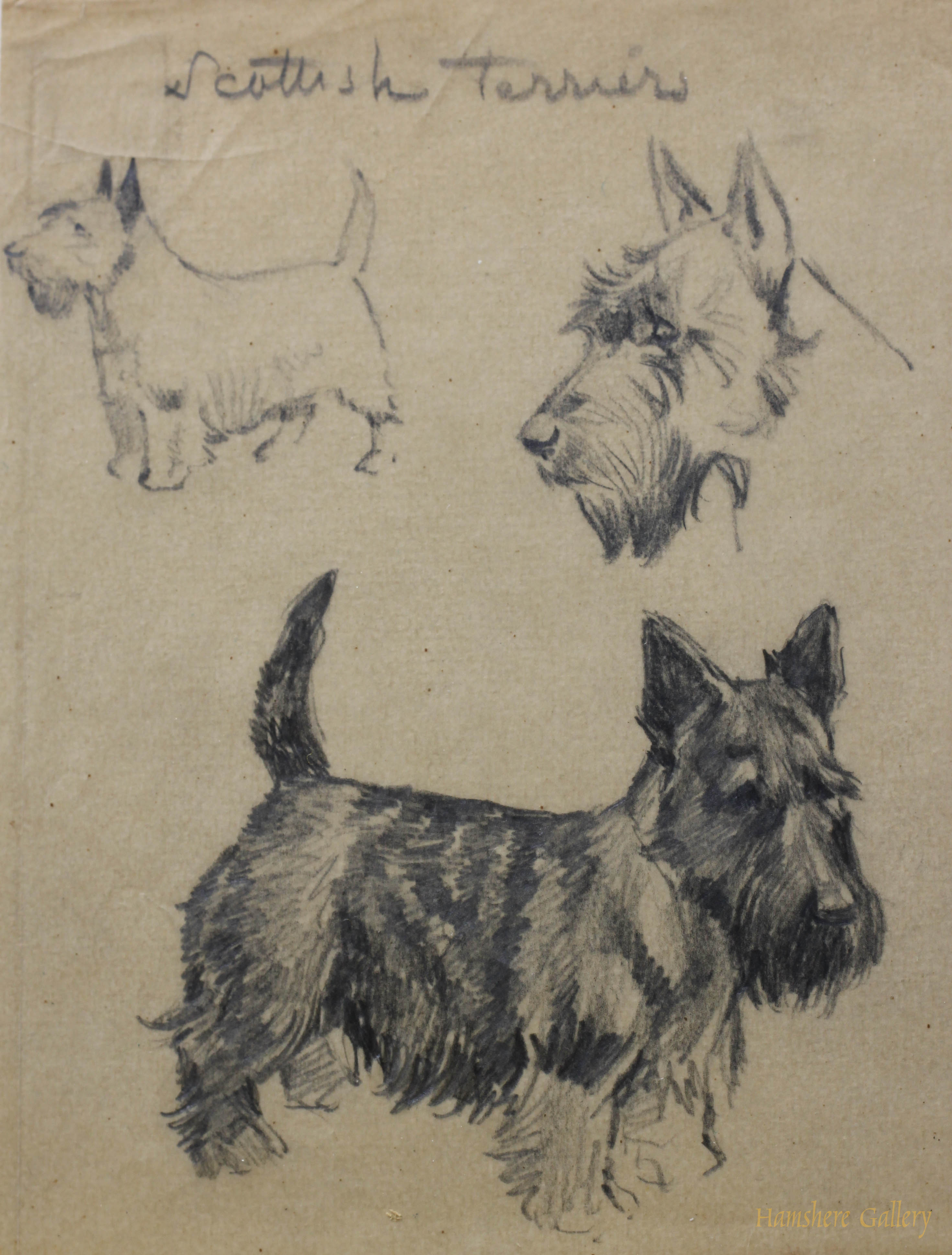 Click for larger image: Scottish Terrier pencil studies by Borris O’Klein / Jean Herblet - Scottish Terrier pencil studies by Borris O’Klein / Jean Herblet