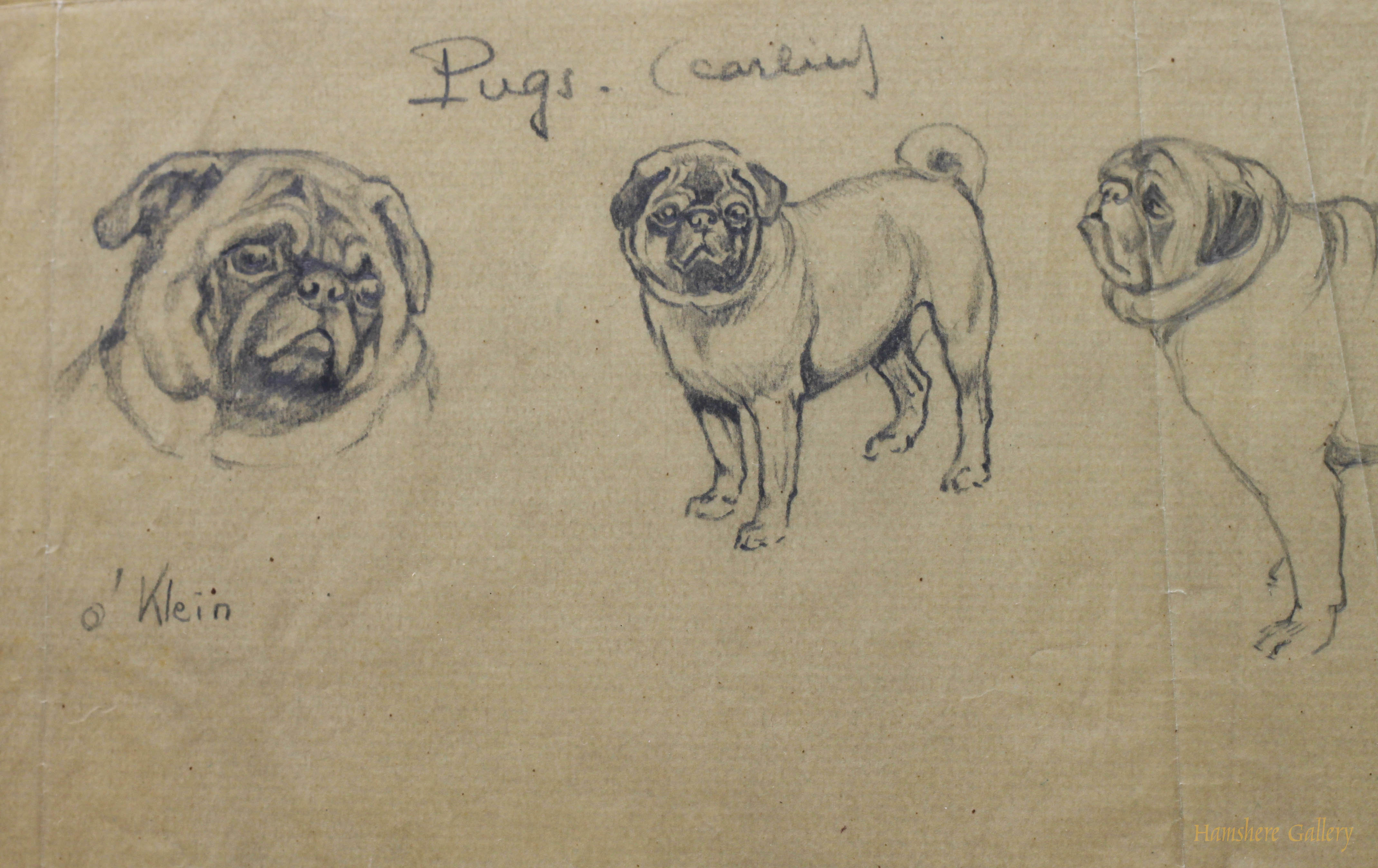 Click for larger image: Pug / Carlin / Mops pencil studies by Borris O’Klein  - Pug / Carlin / Mops pencil studies by Borris O’Klein 