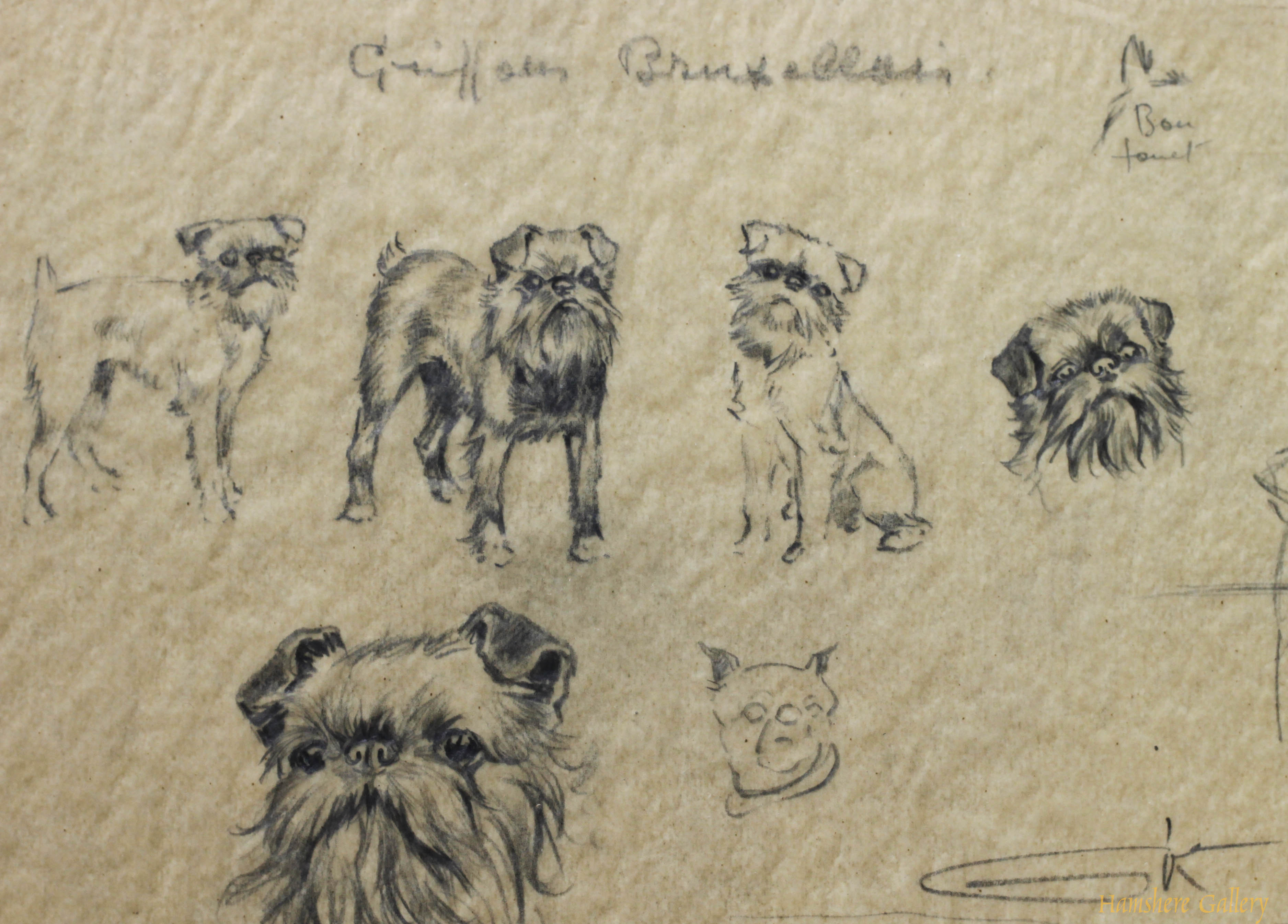 Click to see full size: Griffon Bruxellois pencil studies by Borris O�Klein / Jean Herblet