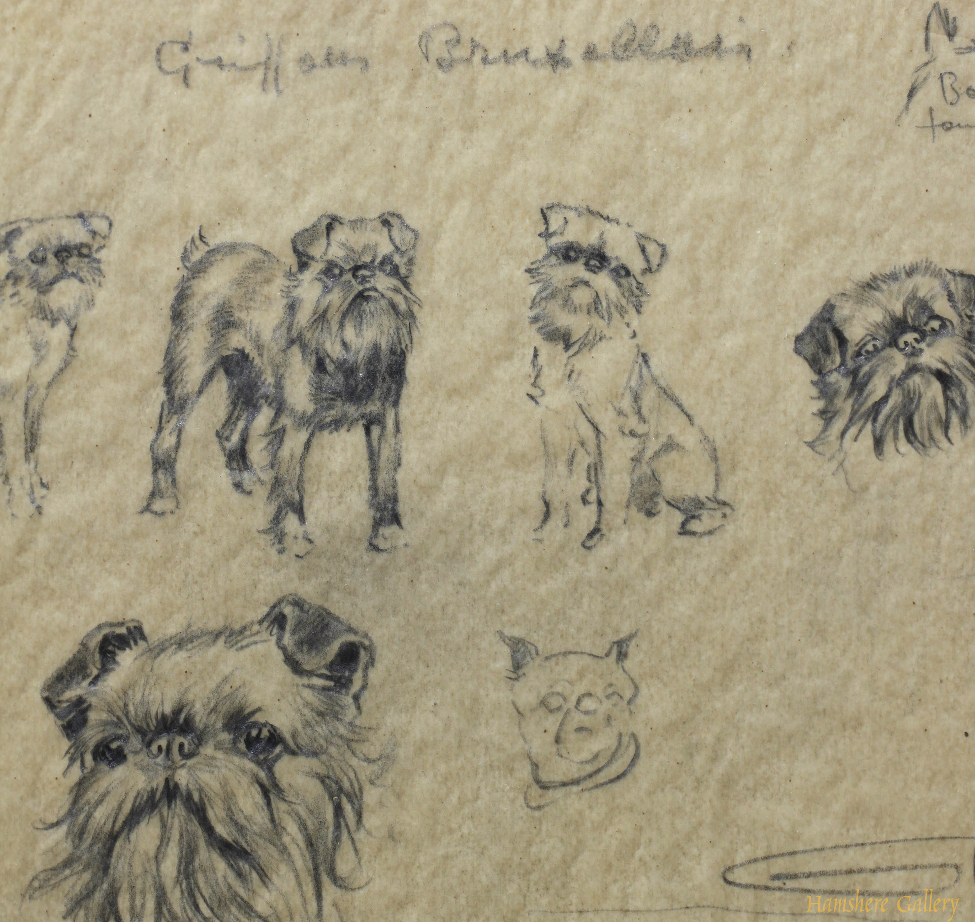 Click for larger image: Griffon Bruxellois pencil studies by Borris O’Klein / Jean Herblet - Griffon Bruxellois pencil studies by Borris O’Klein / Jean Herblet