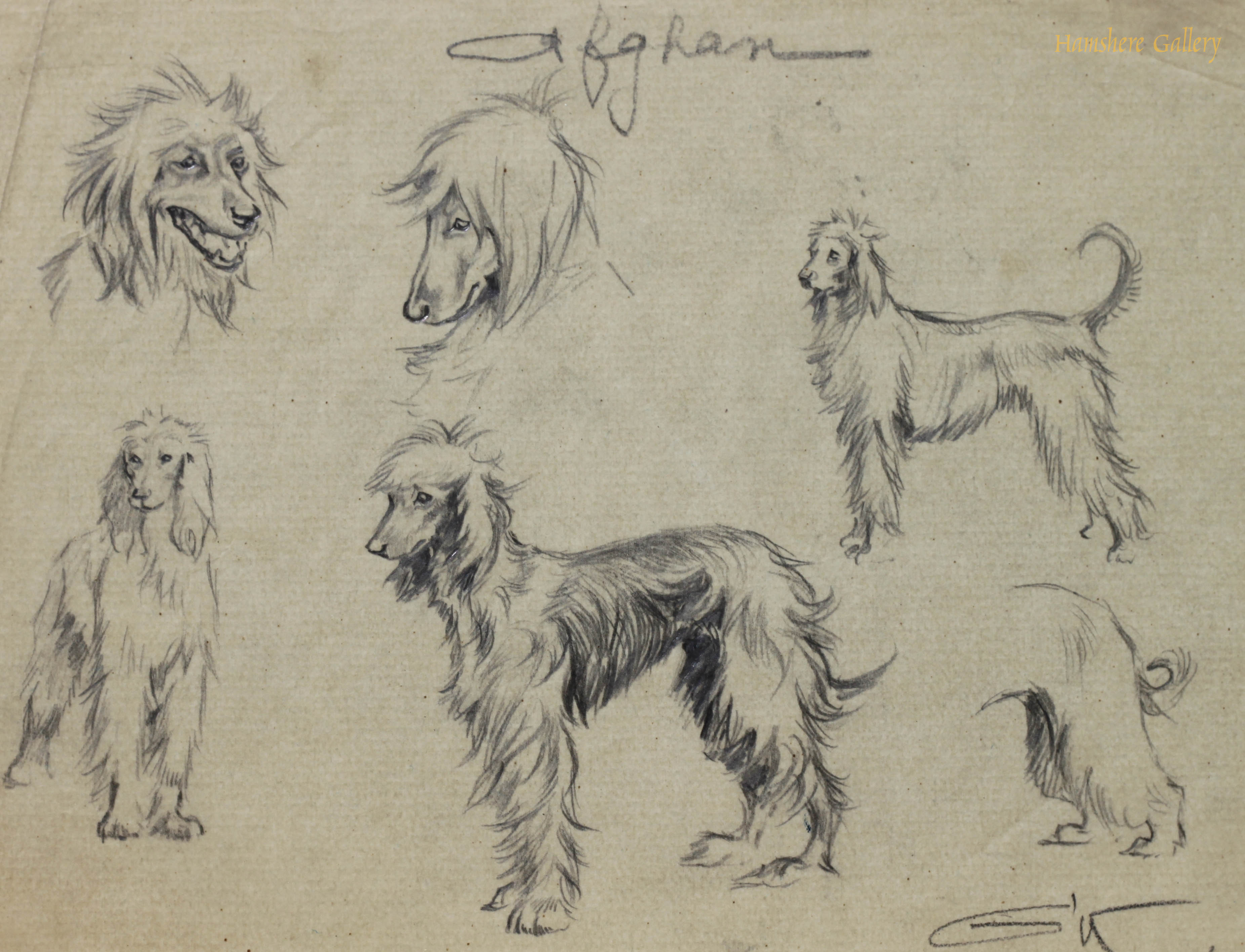Click to see full size: Afghan Hound pencil studies by Borris O�Klein / Jean Herblet 
