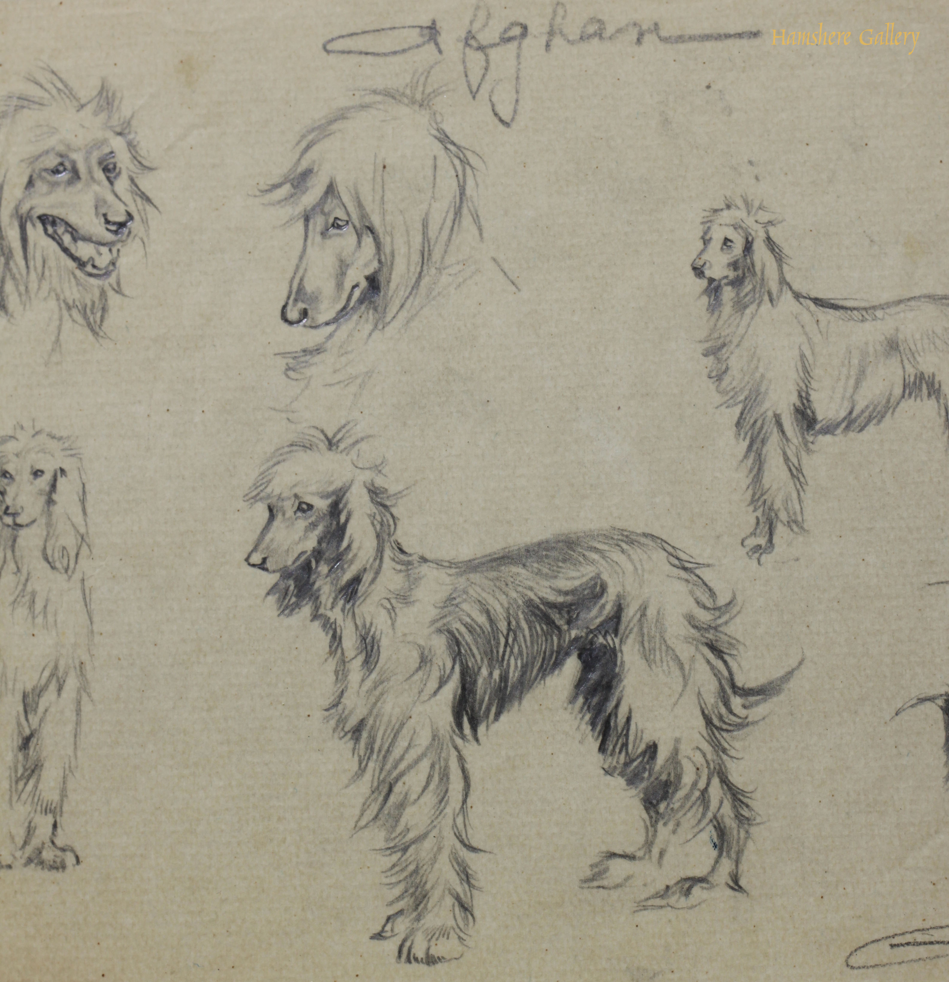 Click for larger image: Afghan Hound pencil studies by Borris O’Klein / Jean Herblet  - Afghan Hound pencil studies by Borris O’Klein / Jean Herblet 