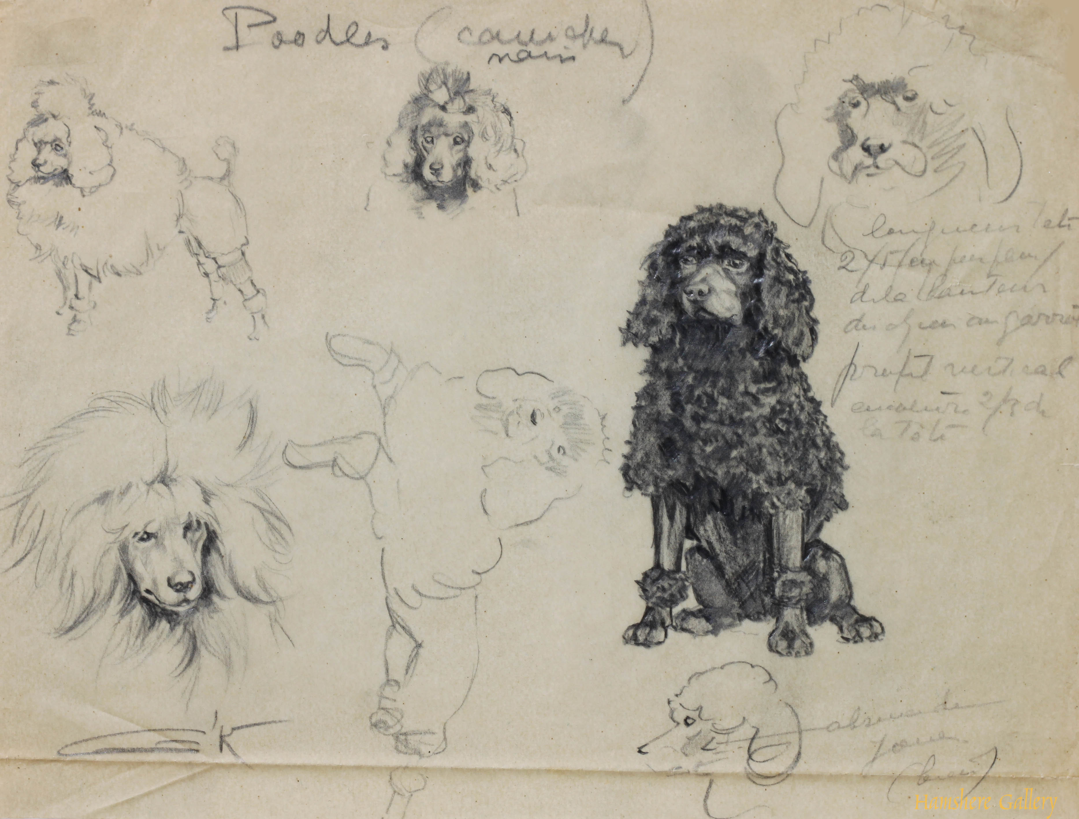 Click to see full size: Poodle / Cainche pencil studies by Borris O�Klein / Jean Herblet 