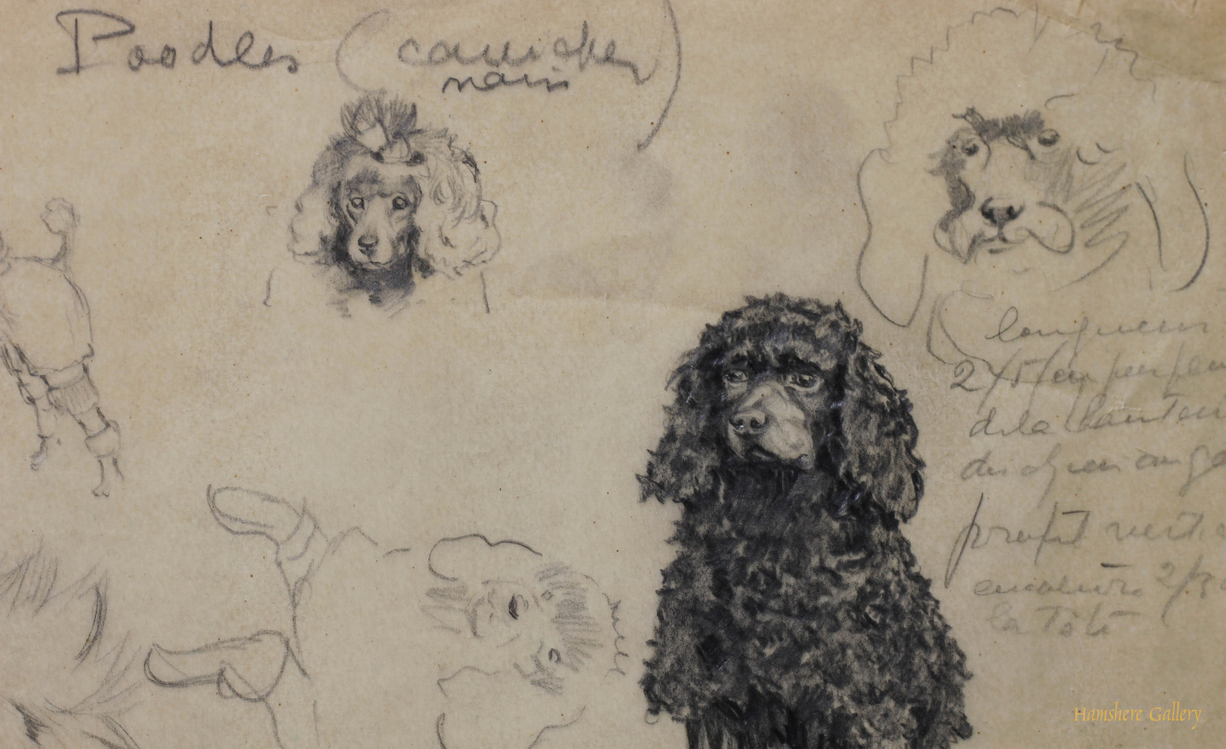 Click for larger image: Poodle / Cainche pencil studies by Borris O’Klein / Jean Herblet  - Poodle / Cainche pencil studies by Borris O’Klein / Jean Herblet 