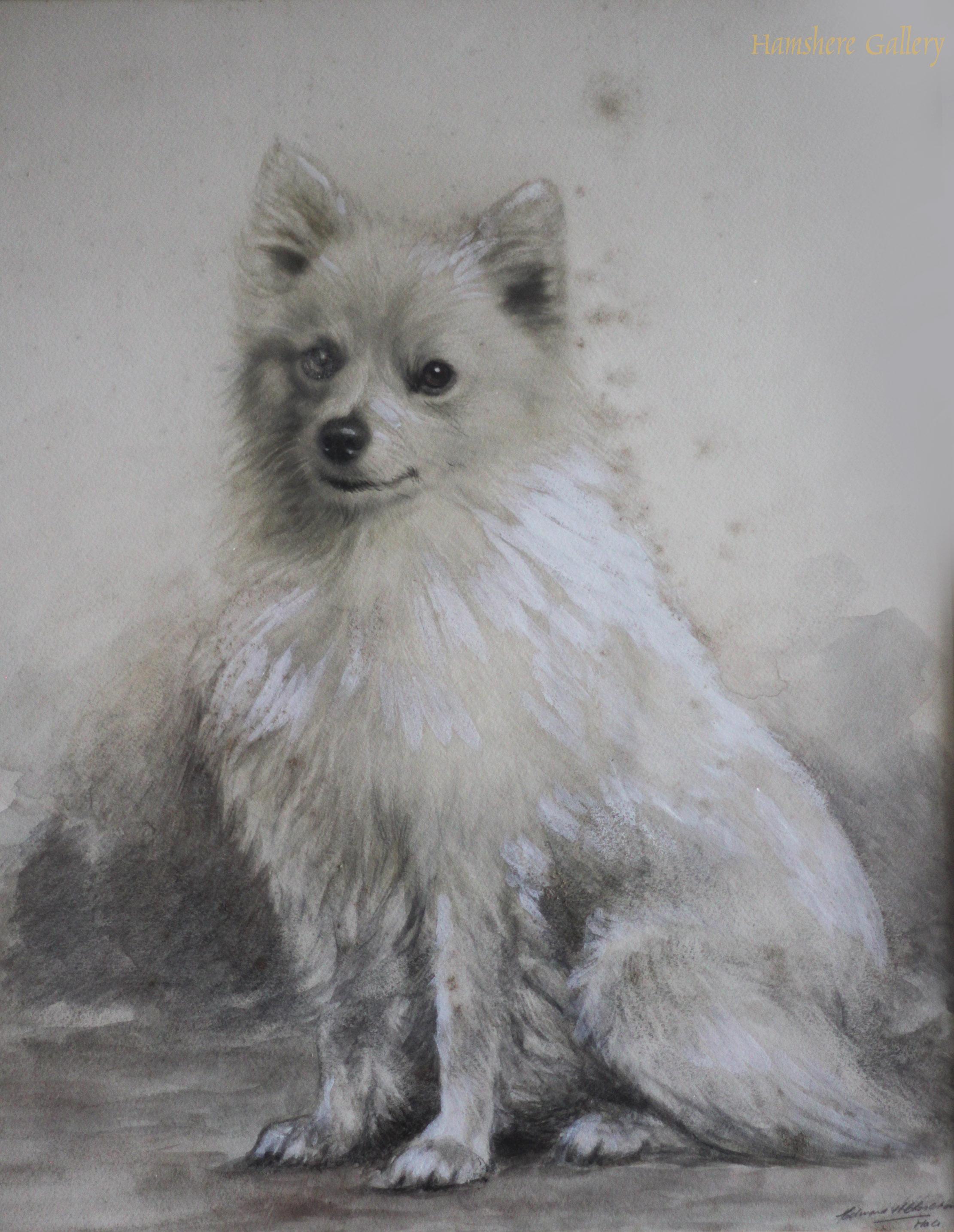 Click to see full size: Pencil drawing with watercolour of a Spitz by Edward William Charlton R.E  (English, 1859-1935)   SOLD