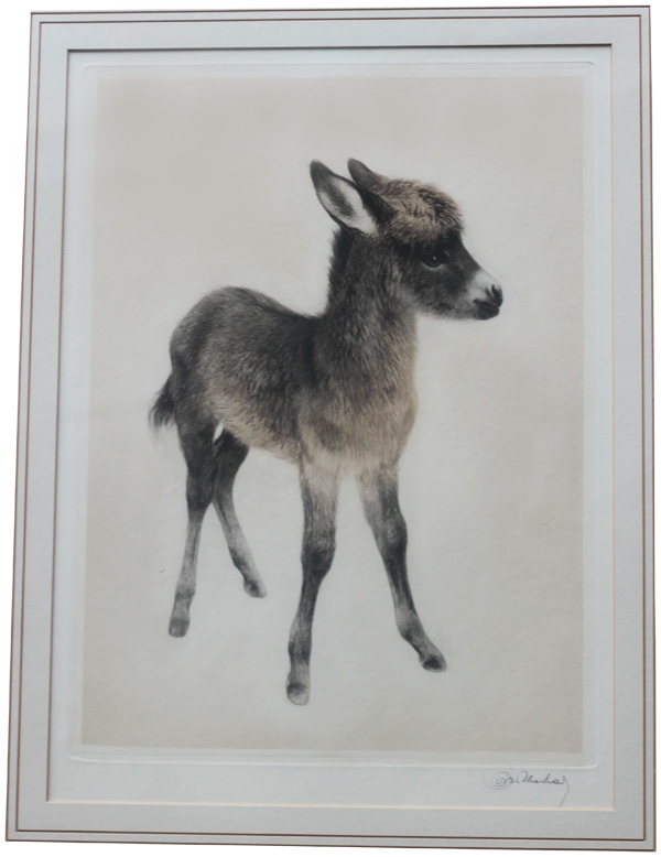 Click for larger image: Young donkey aquatint dry-point etching by Kurt Meyer Eberhardt - Young donkey aquatint dry-point etching by Kurt Meyer Eberhardt