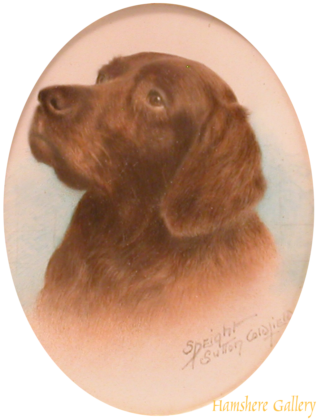 Click to see full size: Chocolate Labrador- Chocolate Labrador
