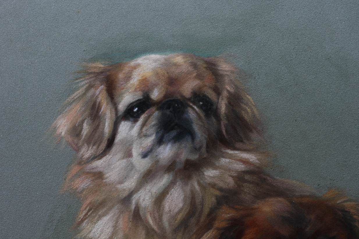 Click for larger image: Pekingese pastel by Persis Kirmse - Pekingese pastel by Persis Kirmse