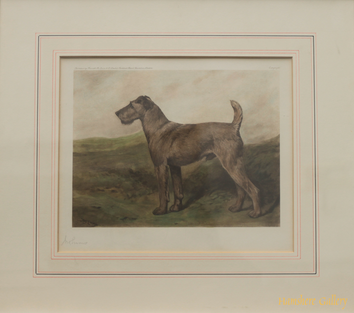 Click for larger image: coloured lithograph of a Irish Terrier  - coloured lithograph of a Irish Terrier 