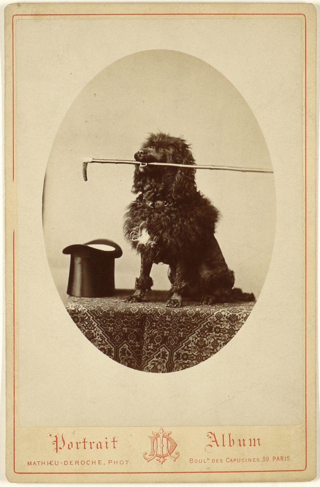 Click for larger image: Mathieu Deroche (French, 1837-1918) circa 1885 photograph of the Prince of Walesâ€™ Poodle  - Mathieu Deroche (French, 1837-1918) circa 1885 photograph of the Prince of Walesâ€™ Poodle 