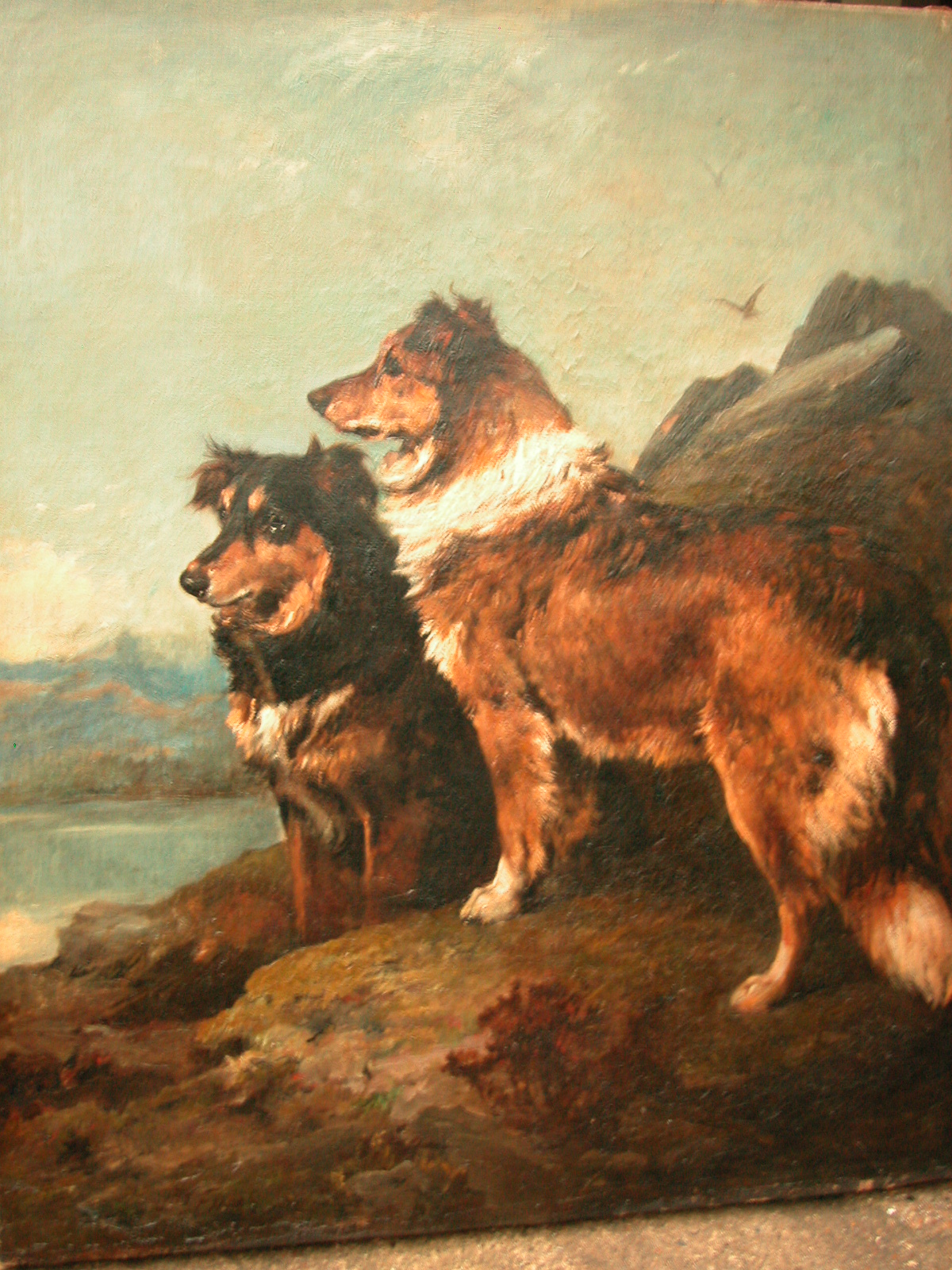 Click to see full size: Collies by John Emms (1843-1912) 
