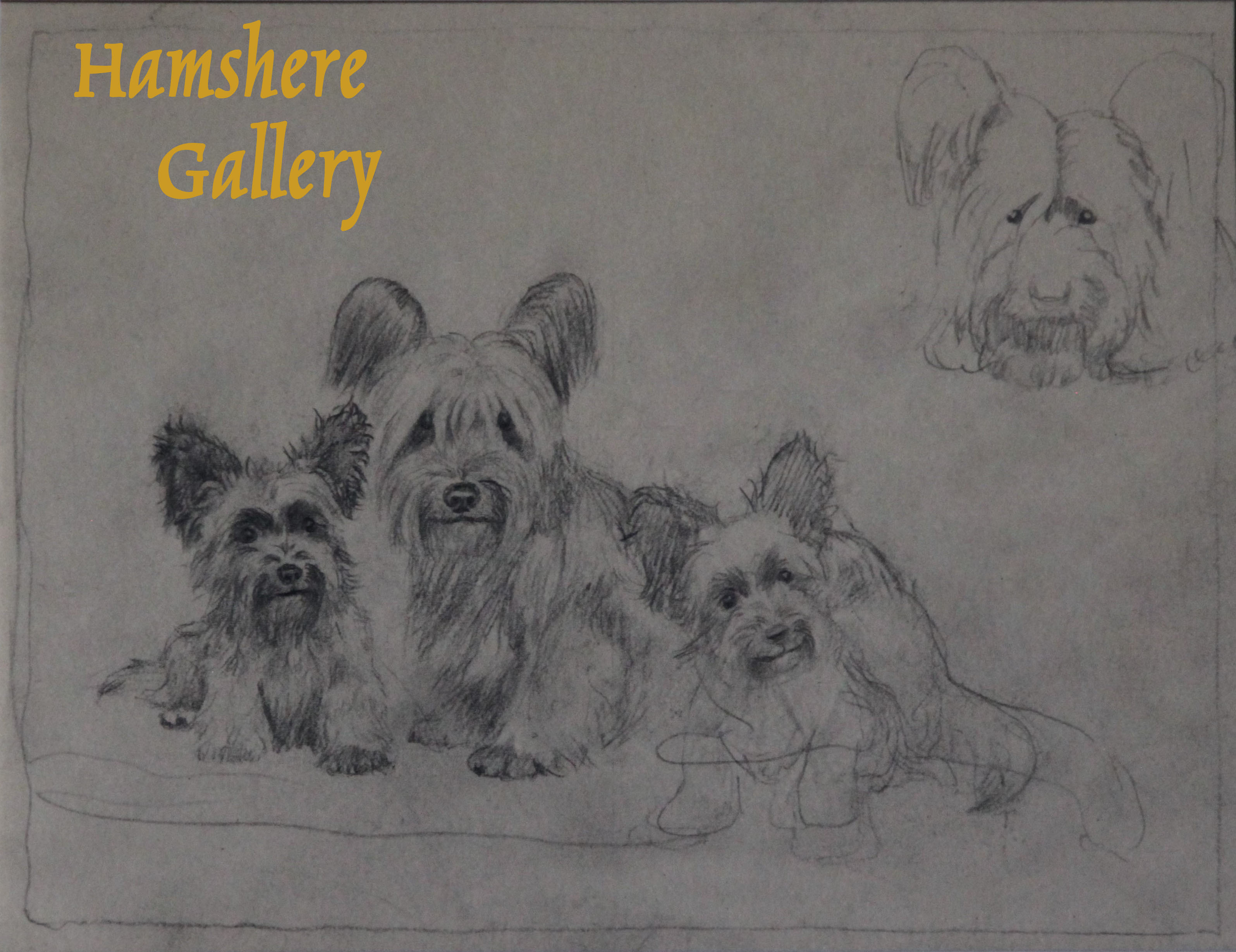 Click to see full size: Skye Terrier pencil drawing studies by Marguerite Kirmse (English, 1885 -1954)