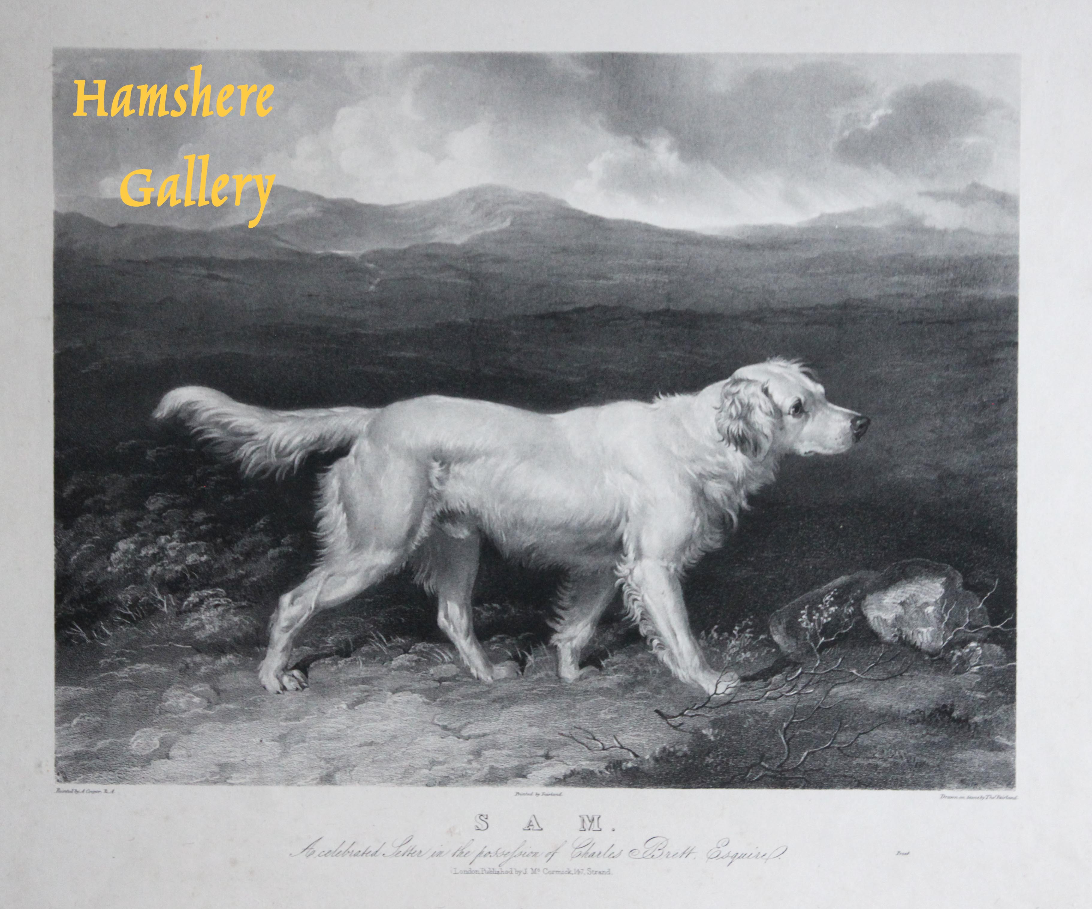Click for larger image:  - Mezzotint of Charles Brett's White English Setter 'Sam' by Thomas Fairland (English, 1804 â€“ 1852) after Abraham Cooper RA (English, 1787 - 1868)