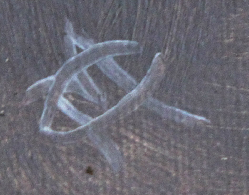 Click for larger image: â€œBubbleyâ€ Oil of a Bichon by Horatio Henry Couldery (English, 1832 - 1893) - â€œBubbleyâ€ Oil of a Bichon by Horatio Henry Couldery (English, 1832 - 1893)