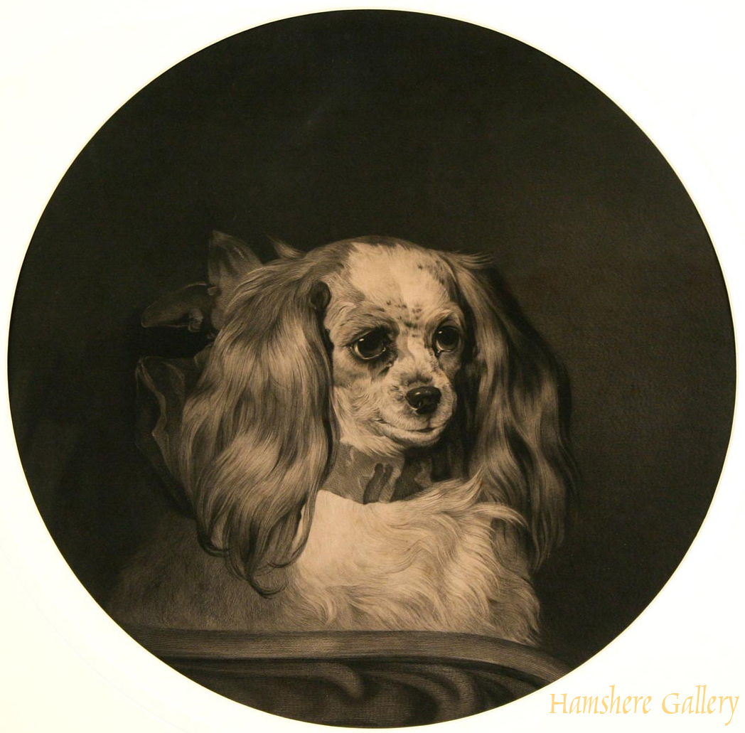 Click to see full size: King Charles Cavalier Spaniel 