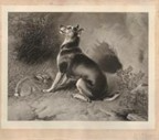 Click for larger image: â€œAnxious Momentsâ€, engraving of a terrier seated by a cowering rabbit, by Sir Edwin Henry Landseer R.A. (1802-1873) - â€œAnxious Momentsâ€, engraving of a terrier seated by a cowering rabbit, by Sir Edwin Henry Landseer R.A. (1802-1873)