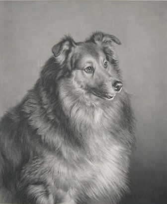 Click for larger image: Engraving of the Rough Collie Eclipse by Joseph Bishop Pratt (English, 1854-1910), after Frank Paton (English, 1856-1909) - Engraving of the Rough Collie Eclipse by Joseph Bishop Pratt (English, 1854-1910), after Frank Paton (English, 1856-1909)