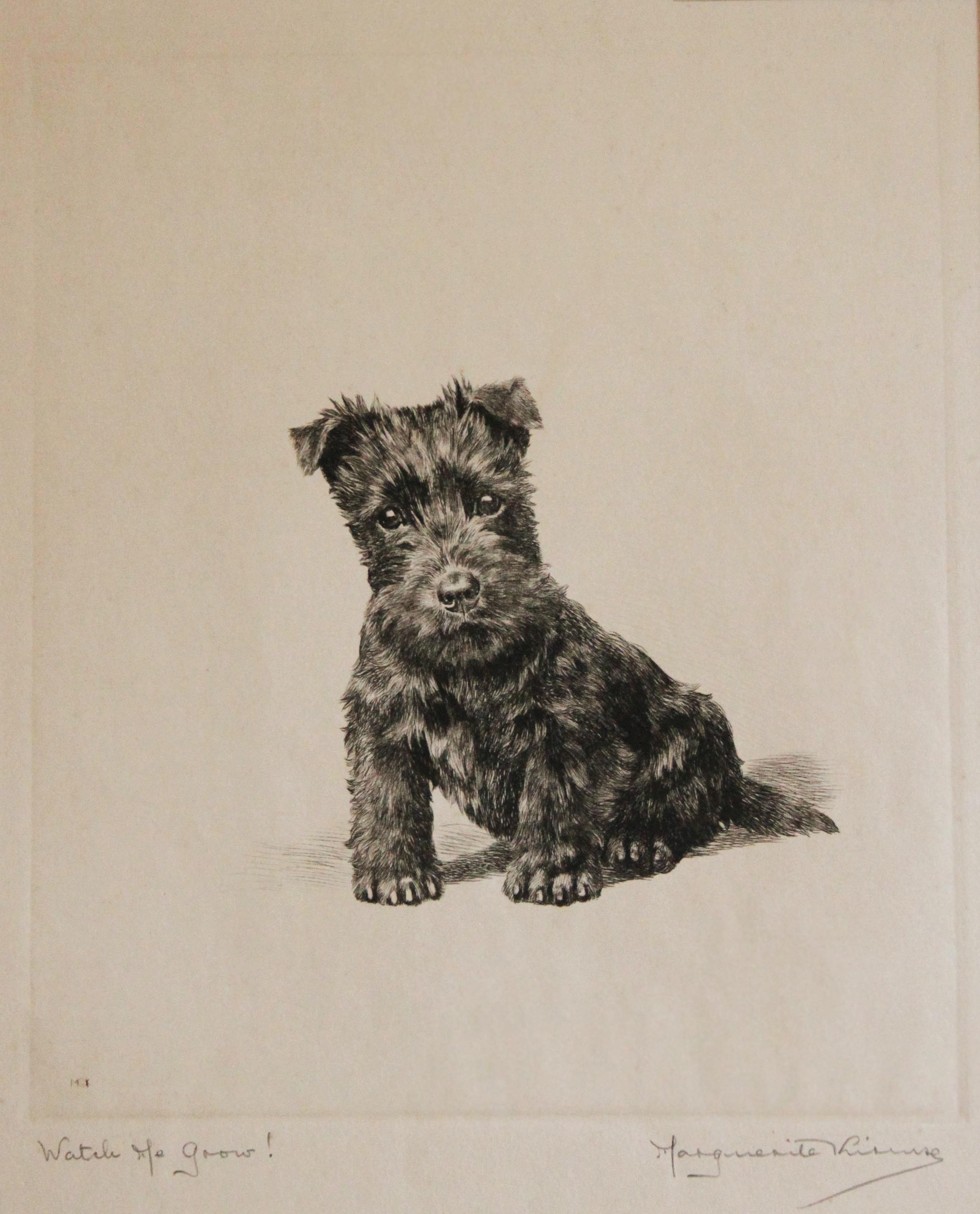 Click to see full size: Scottish Terrier dry-point etching 