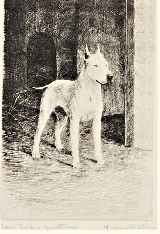 Click to see full size: Dry-point etching Every Inch a Gentleman a Bull Terrier by Marguerite Kirmse