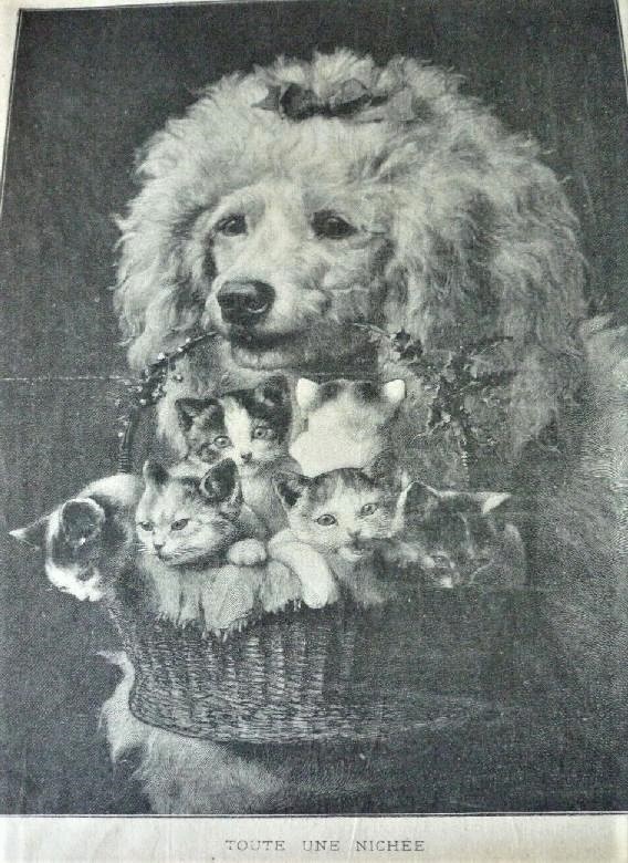 Click for larger image: The Poodles Friends by Johann Hartung  alias Carl Reichert   - The Poodles Friends by Johann Hartung  alias Carl Reichert  